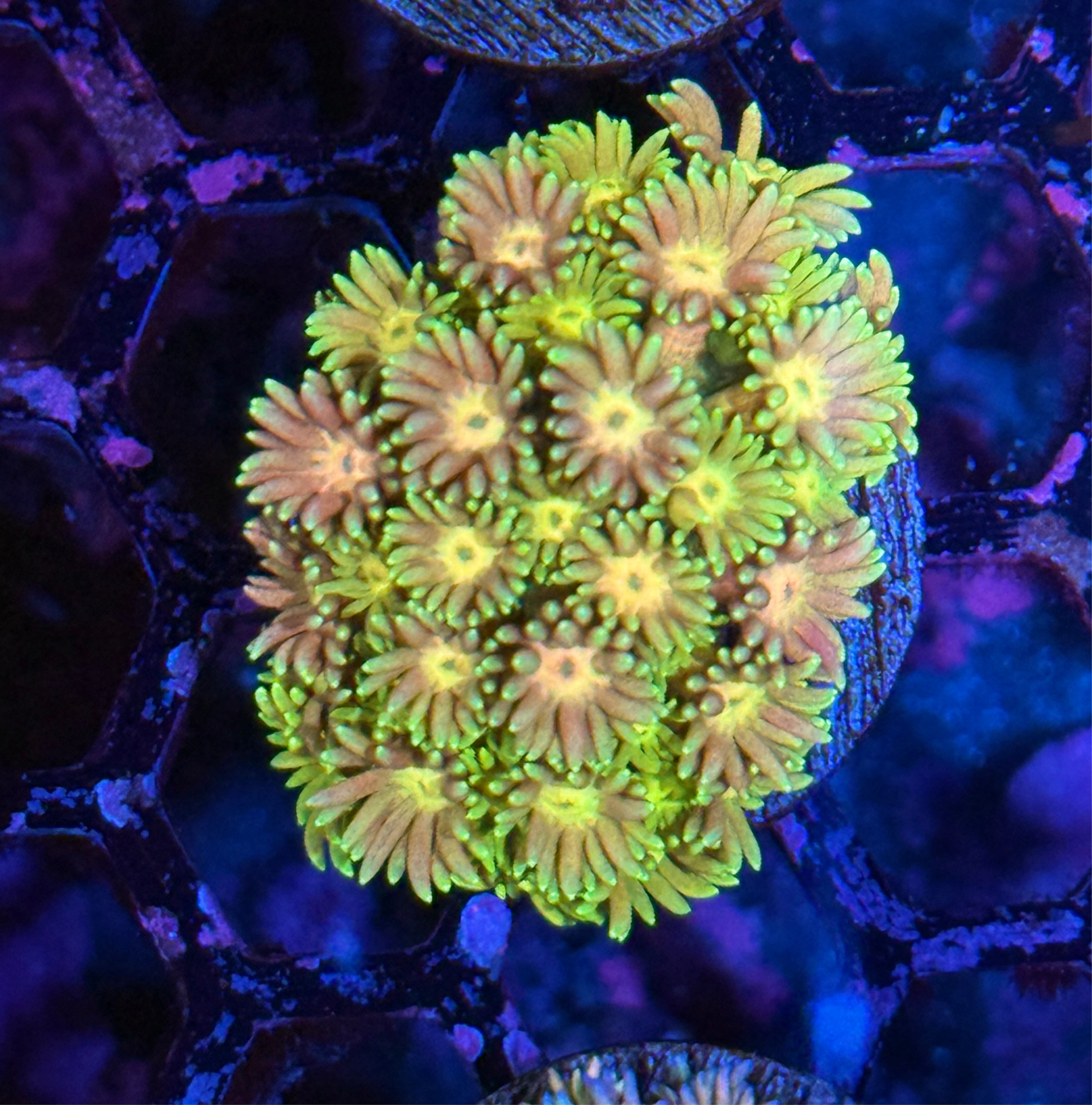 JEA Strawberry Banana Goniopora Coral XL Frag