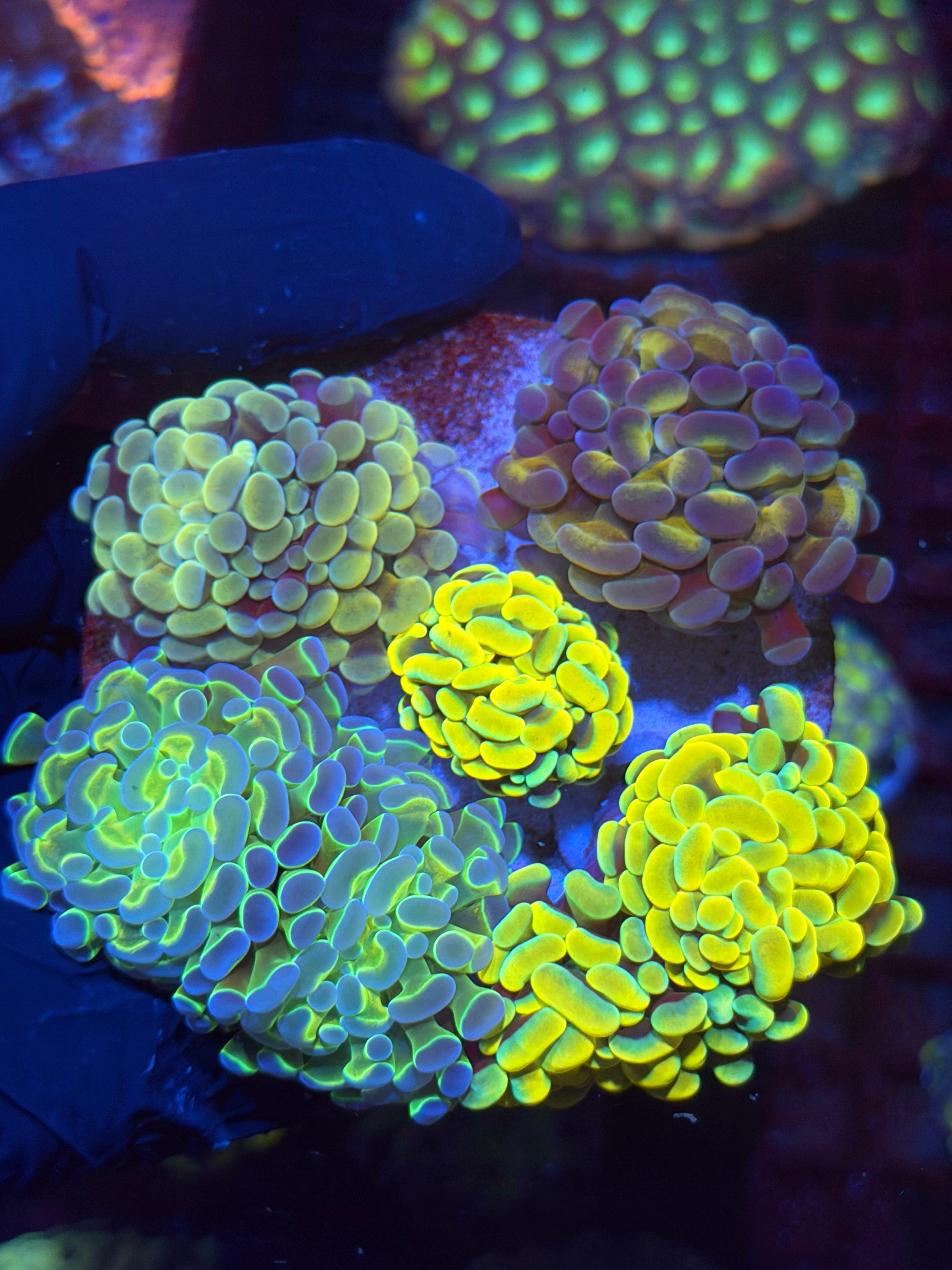 JEA High End Hammer Coral Bouquet 7 Heads XL 11/3