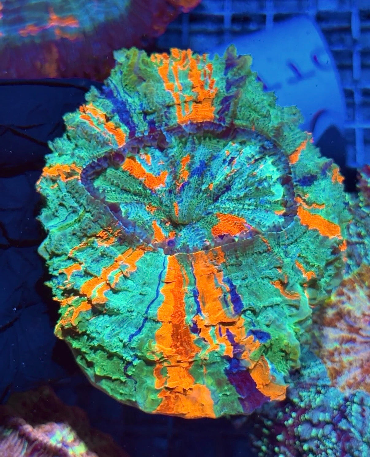 Insane Rainbow Acanthophyllia Meat Coral