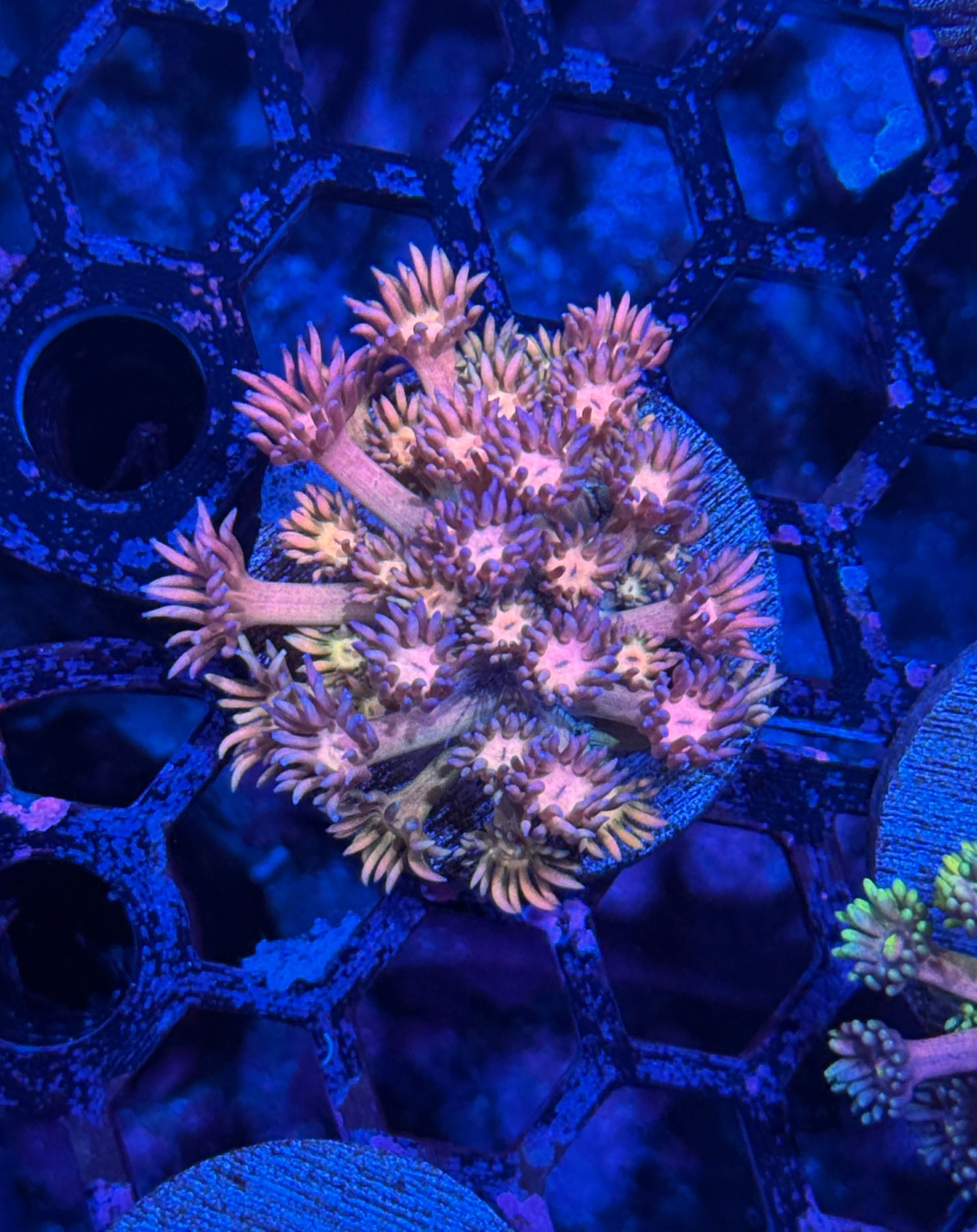 JEA Strawberry Margarita Goniopora Coral BRIGHT