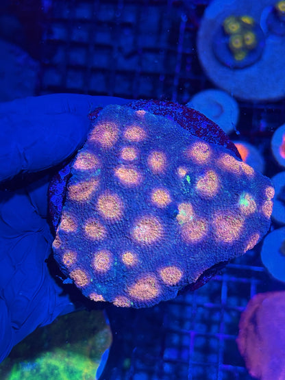 Jay's Exotic Coral Auctions