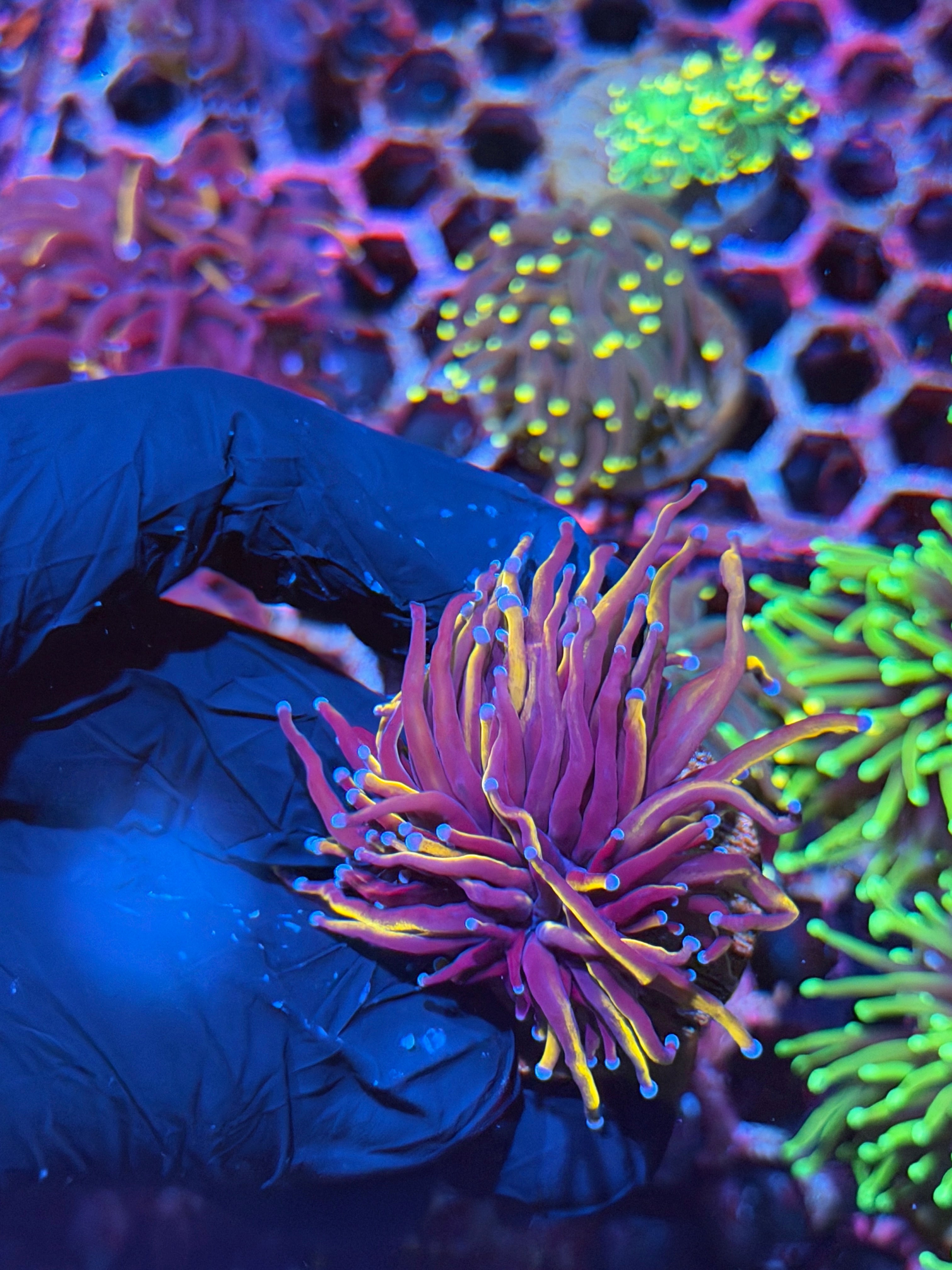 JEA Orange Peel Torch Coral 1 XL Heads Splitting 8/29