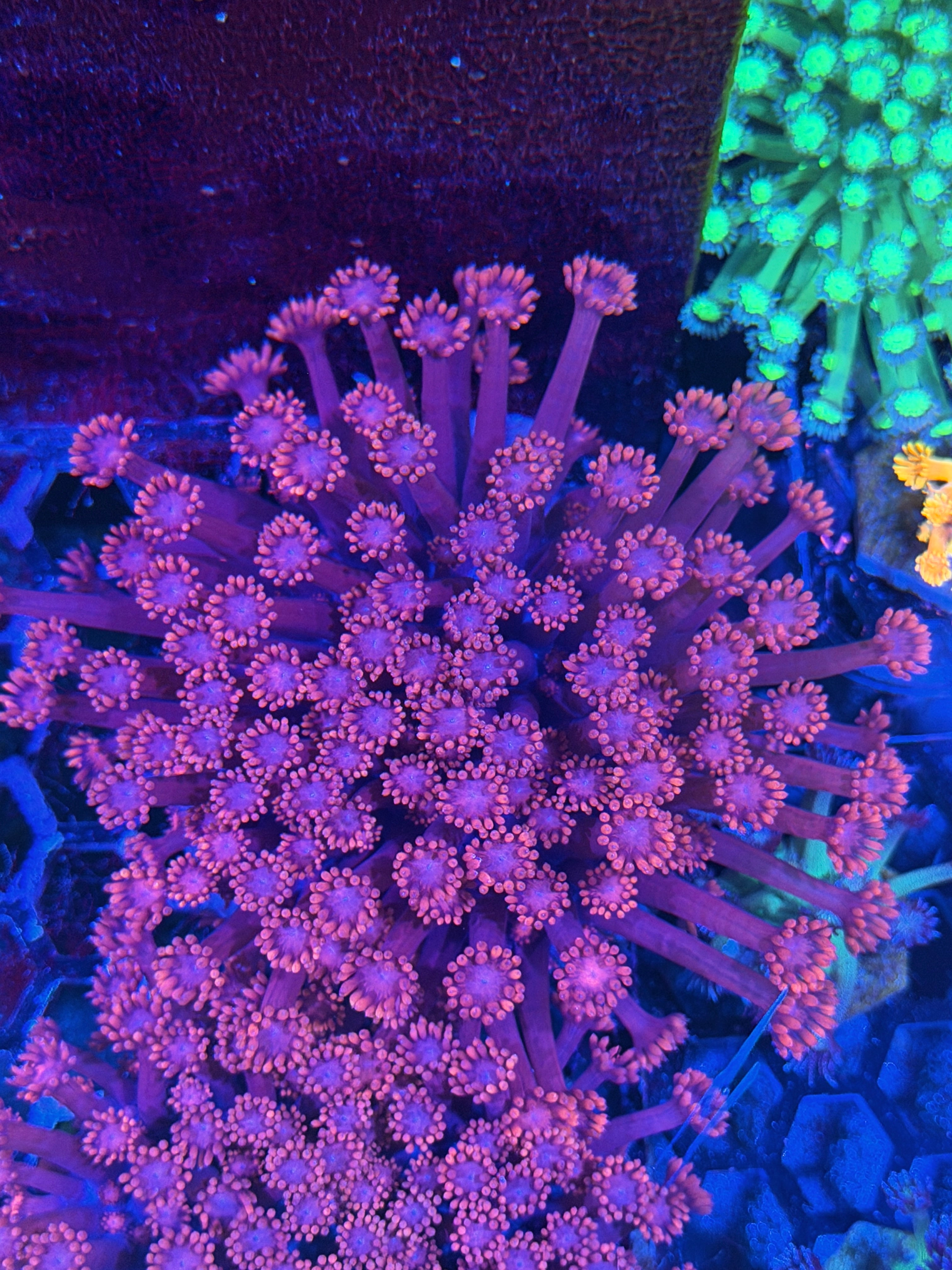 JEA Jungle Juice Goniopora Colony XXL