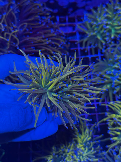 Jay's Exotic Coral Auctions
