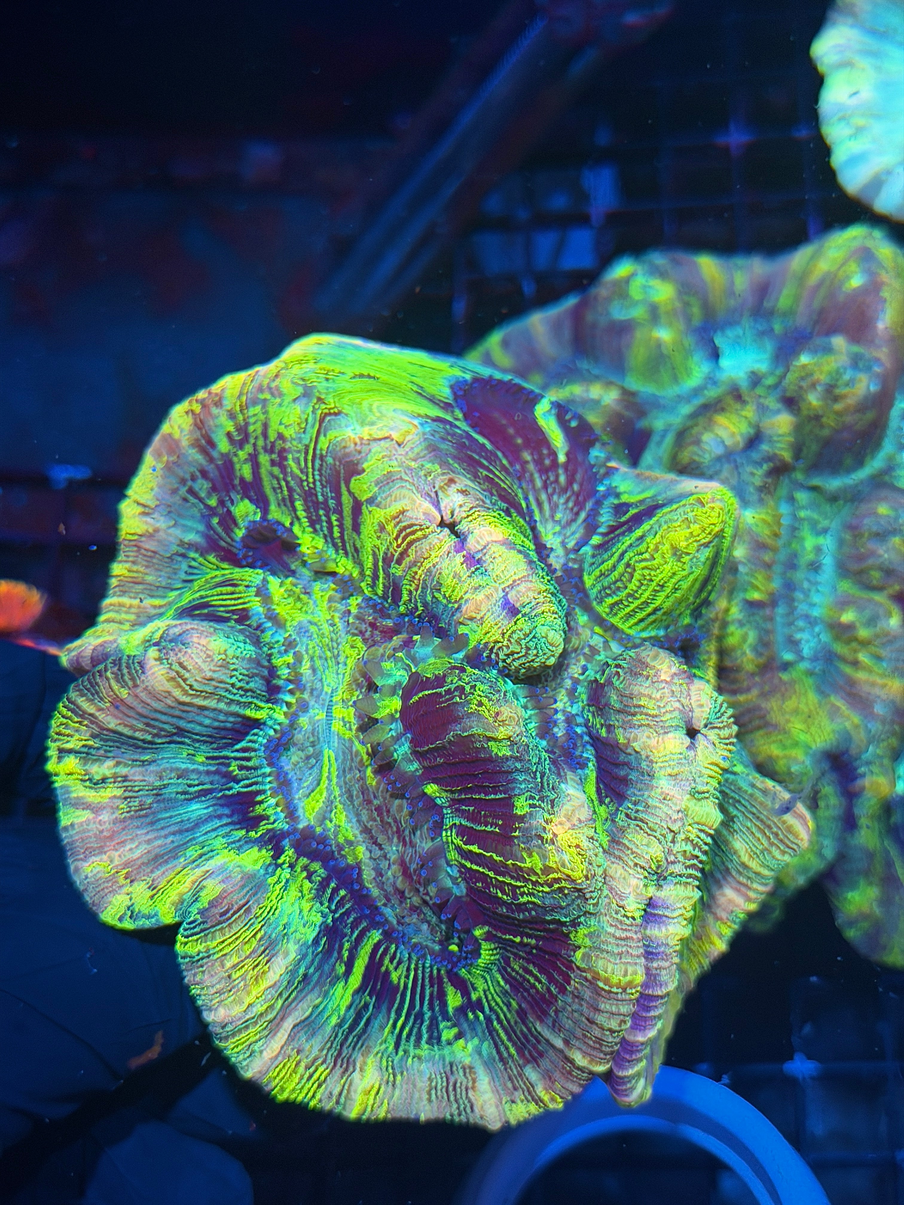Pink Holographic Trachyphyllia Meat Coral XXL Show Piece