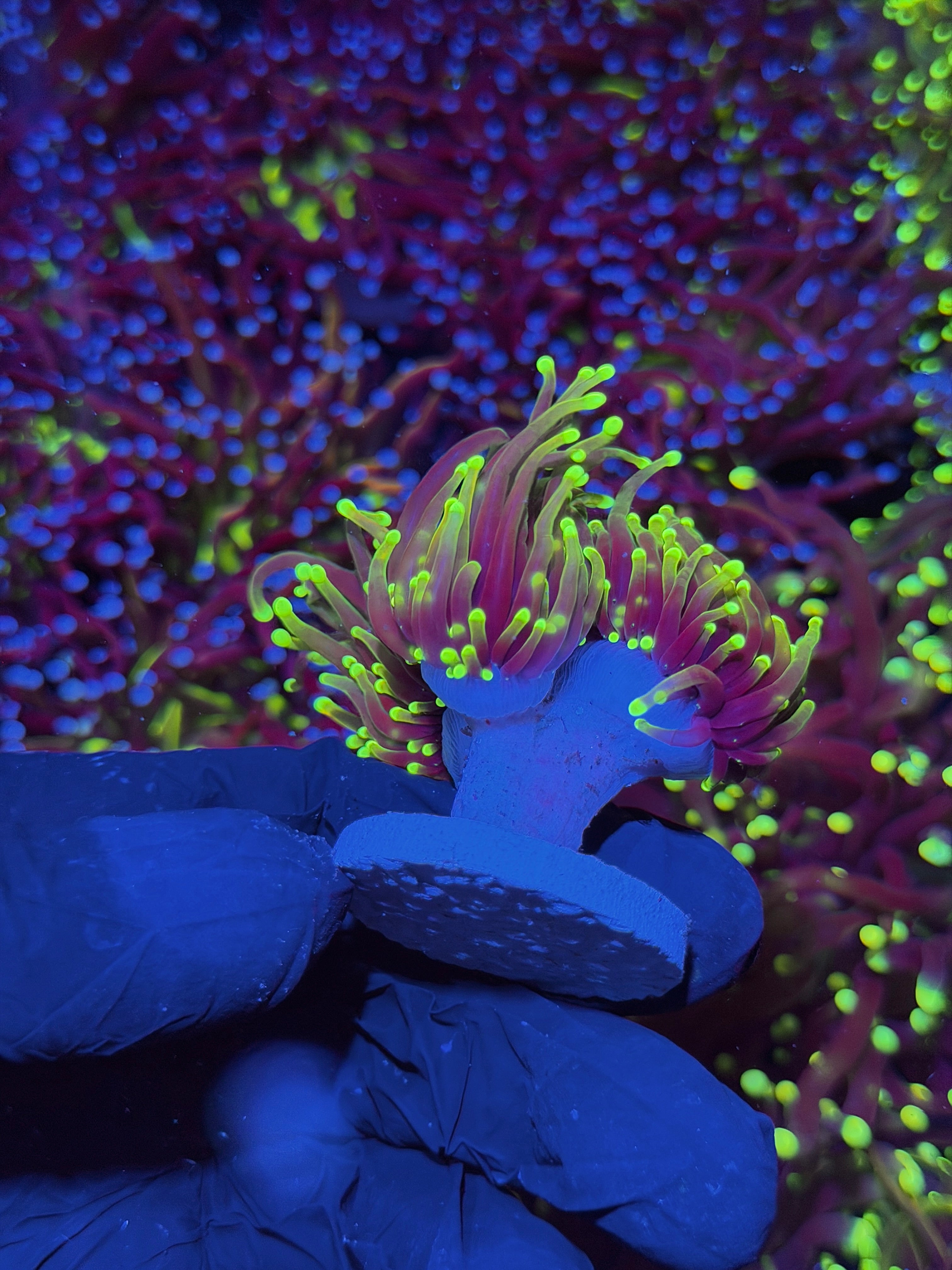 JEA Dragon Fire Torch Coral 3 Heads XL