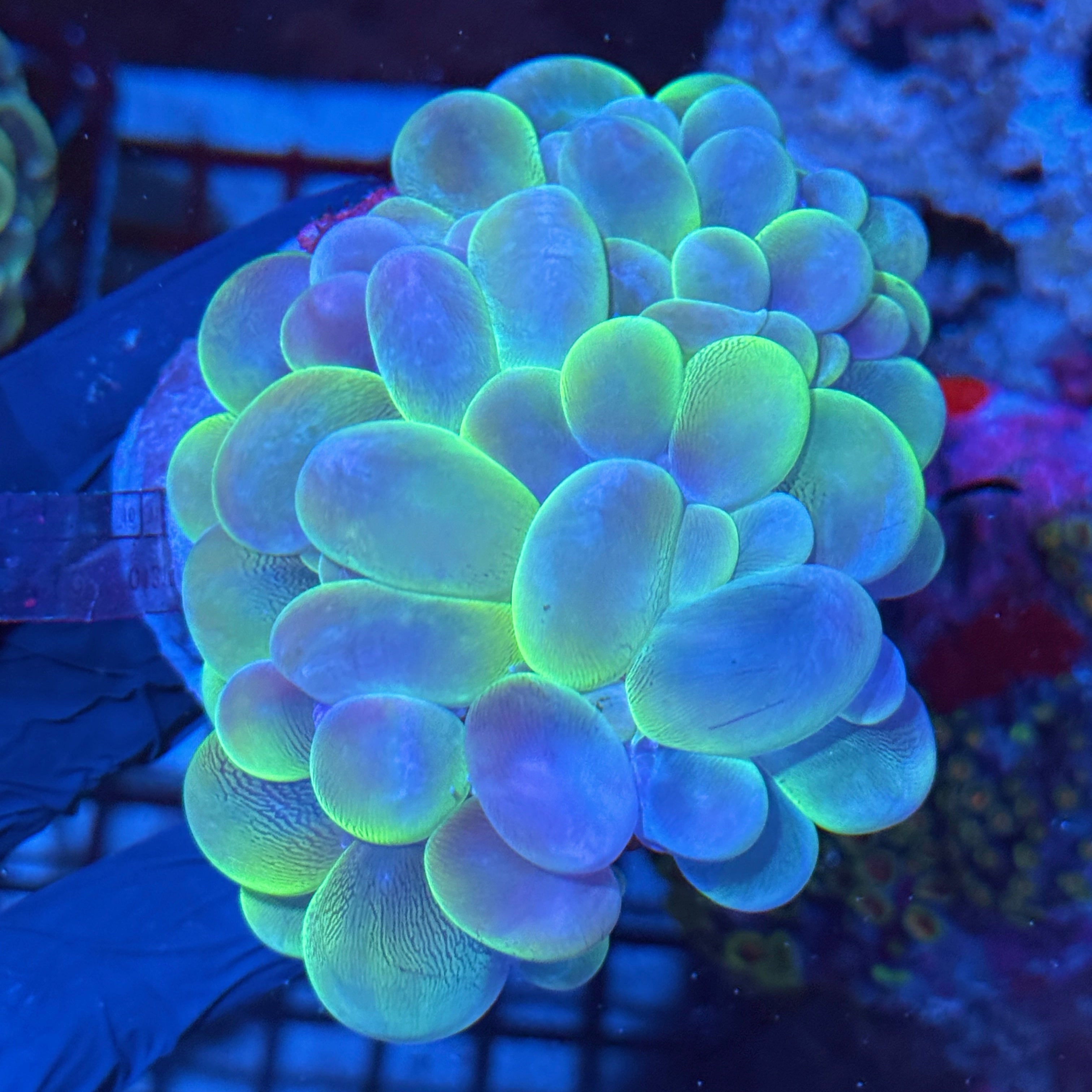 Bubble Coral XL 10/12