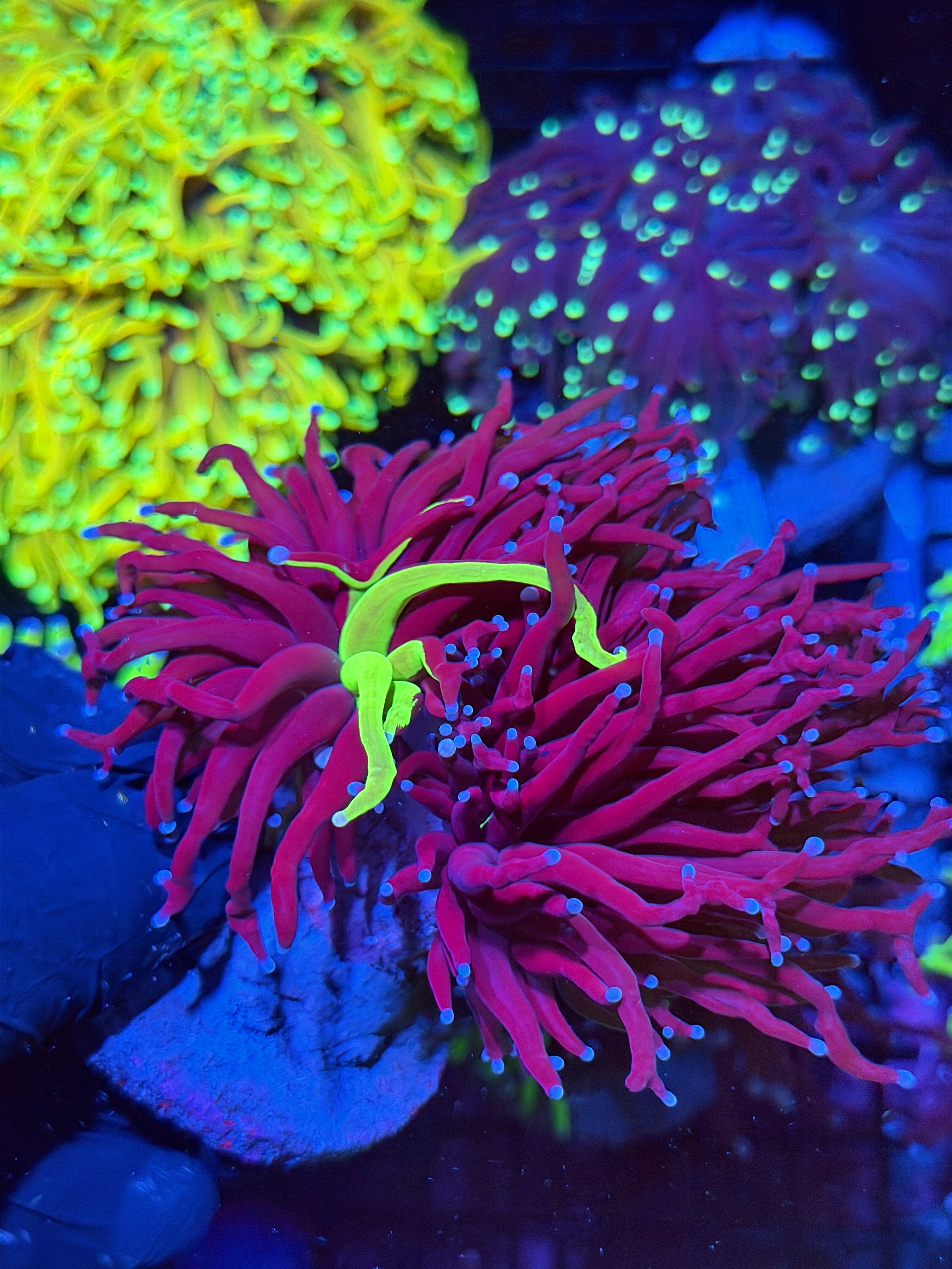 JEA Grafted Holy Grail Torch Coral 2 XXL Heads (RARE)