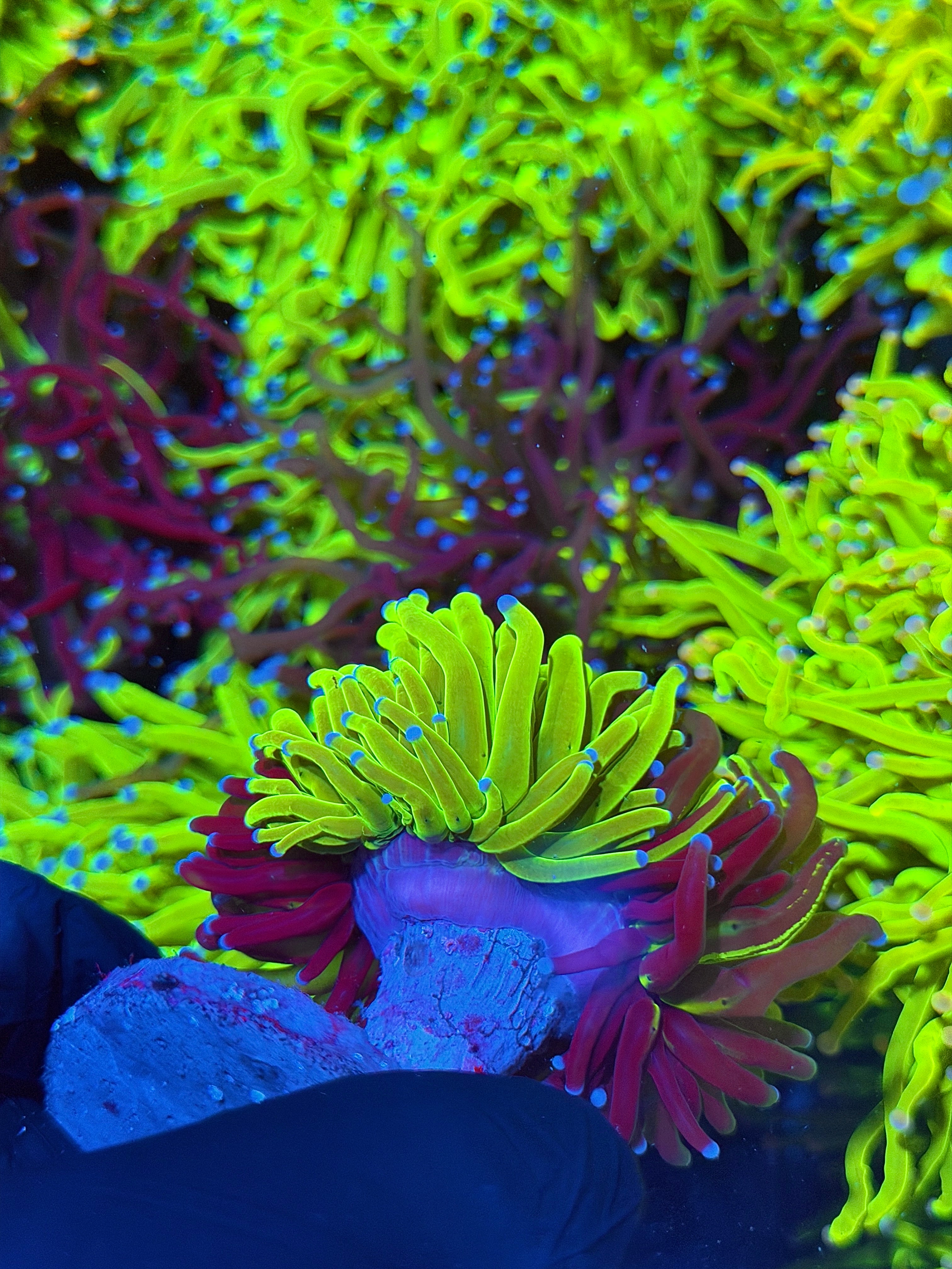 JEA Grafted Holy Grail Torch Coral 1 XXL Splitting Head INSANE 6/21