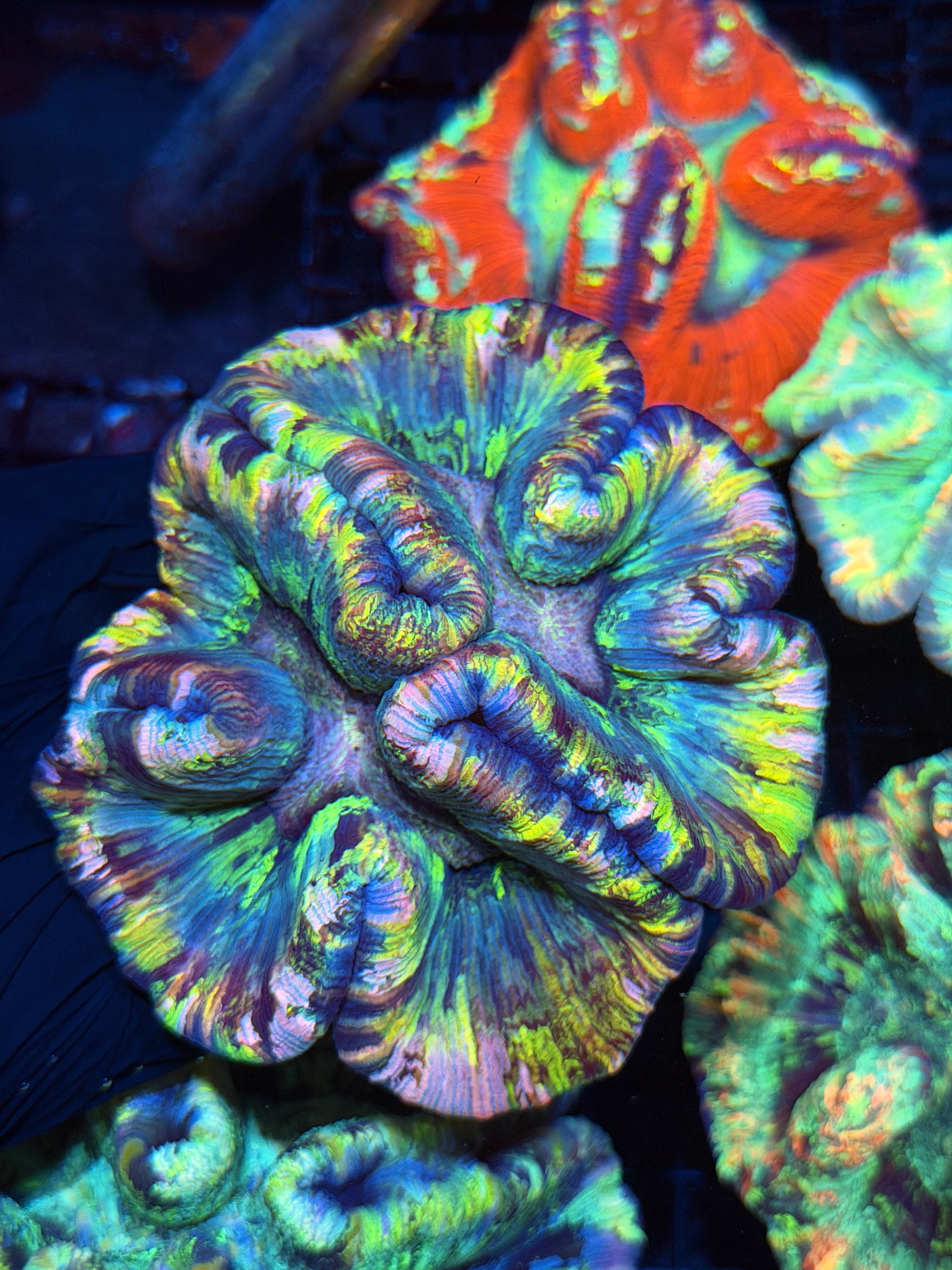 Rainbow Trachyphyllia Meat Coral XXL Show Piece