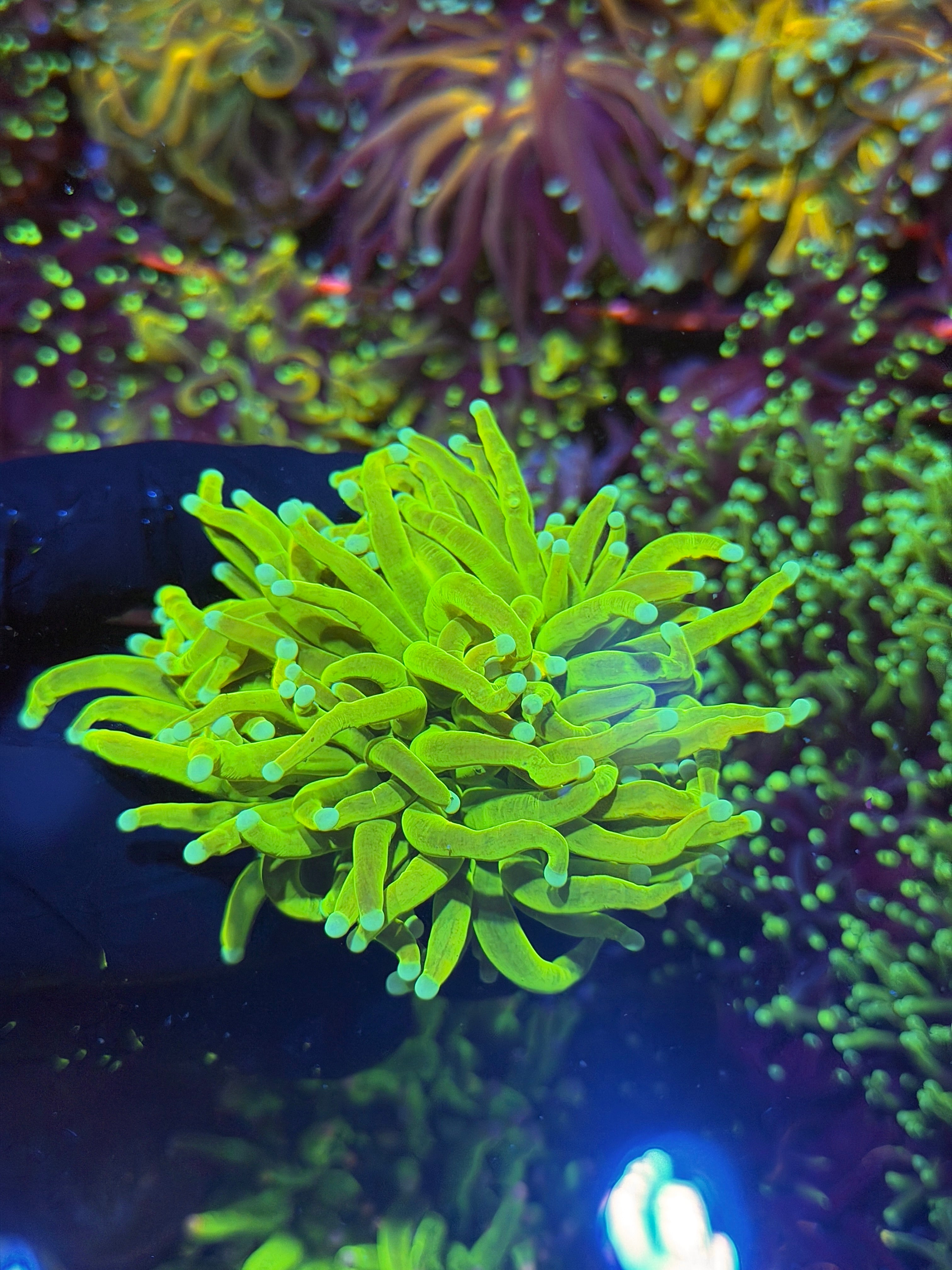 JEA Avalanche Holy Grail Torch Coral 2 Heads XXL 7/10