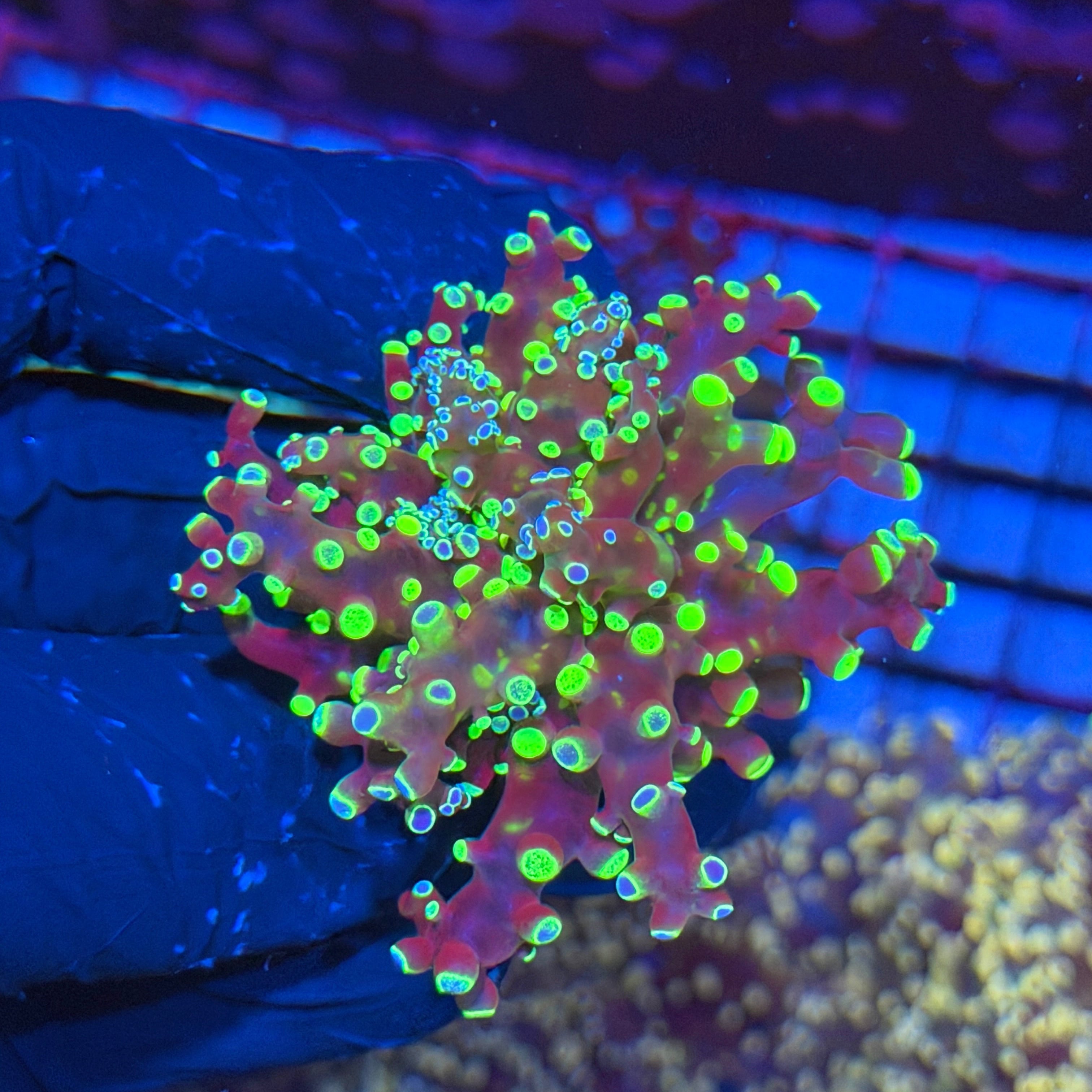 Jay's Exotic Corals