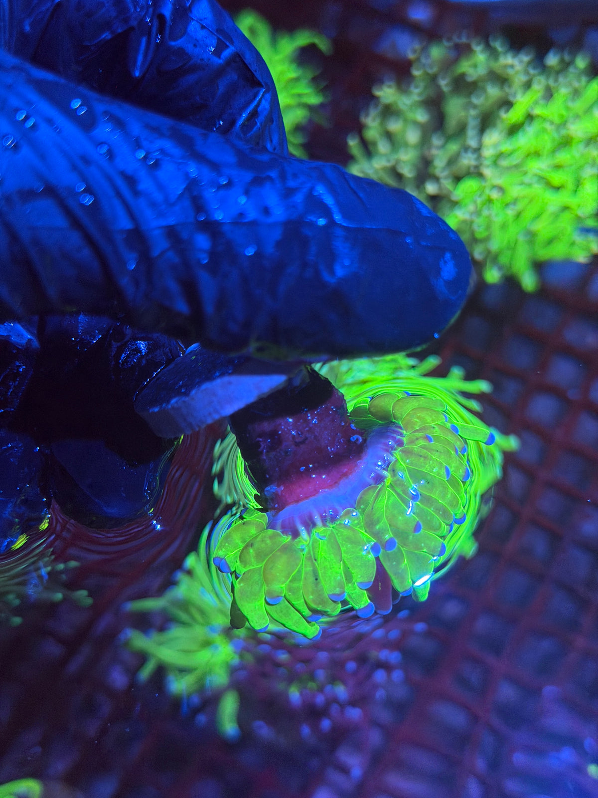 JEA Grafted Holy Grail Torch Coral 1 XL Head 9/27