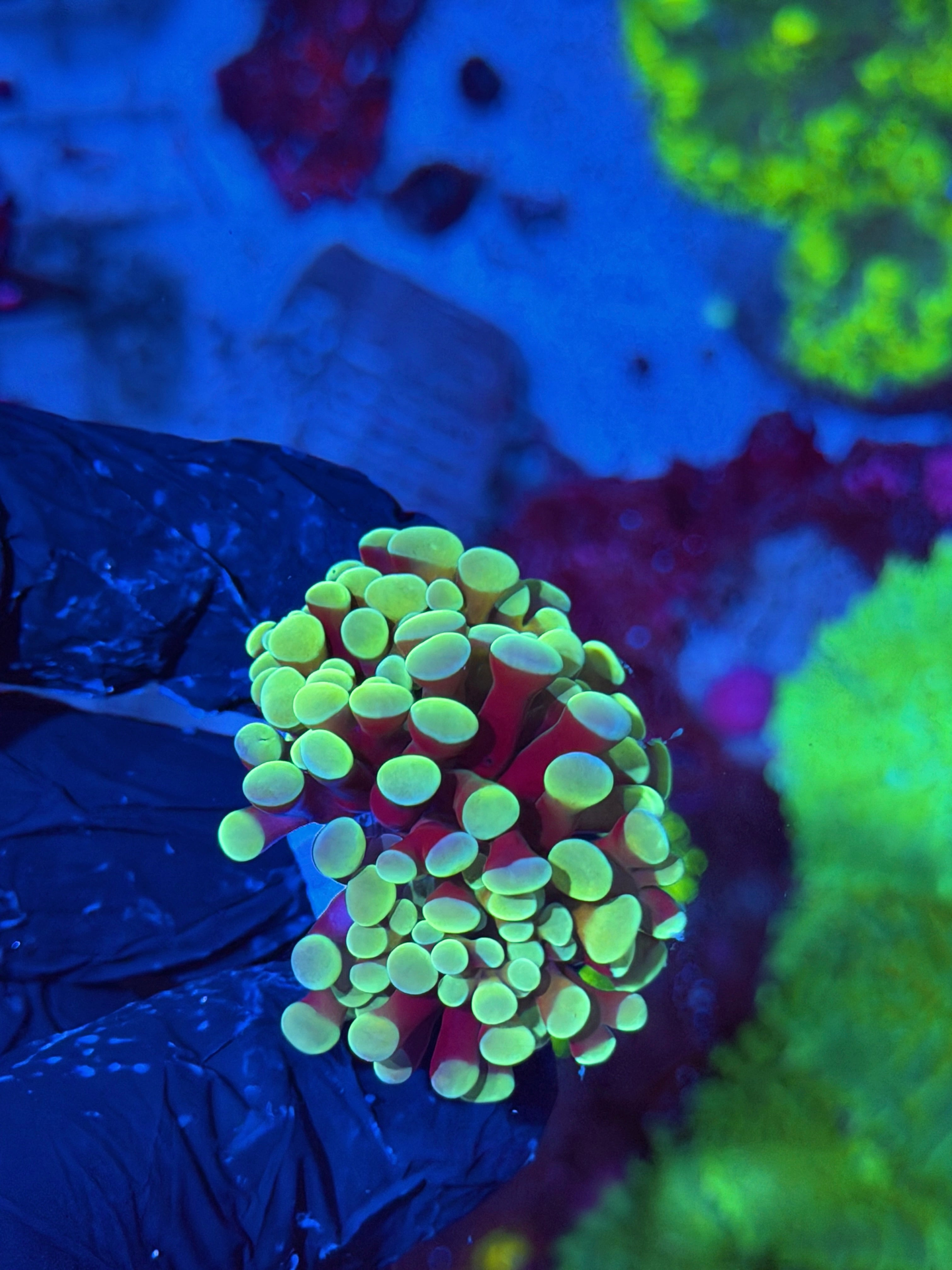 JEA Sweet tarts Hammer Coral 2 Heads XL