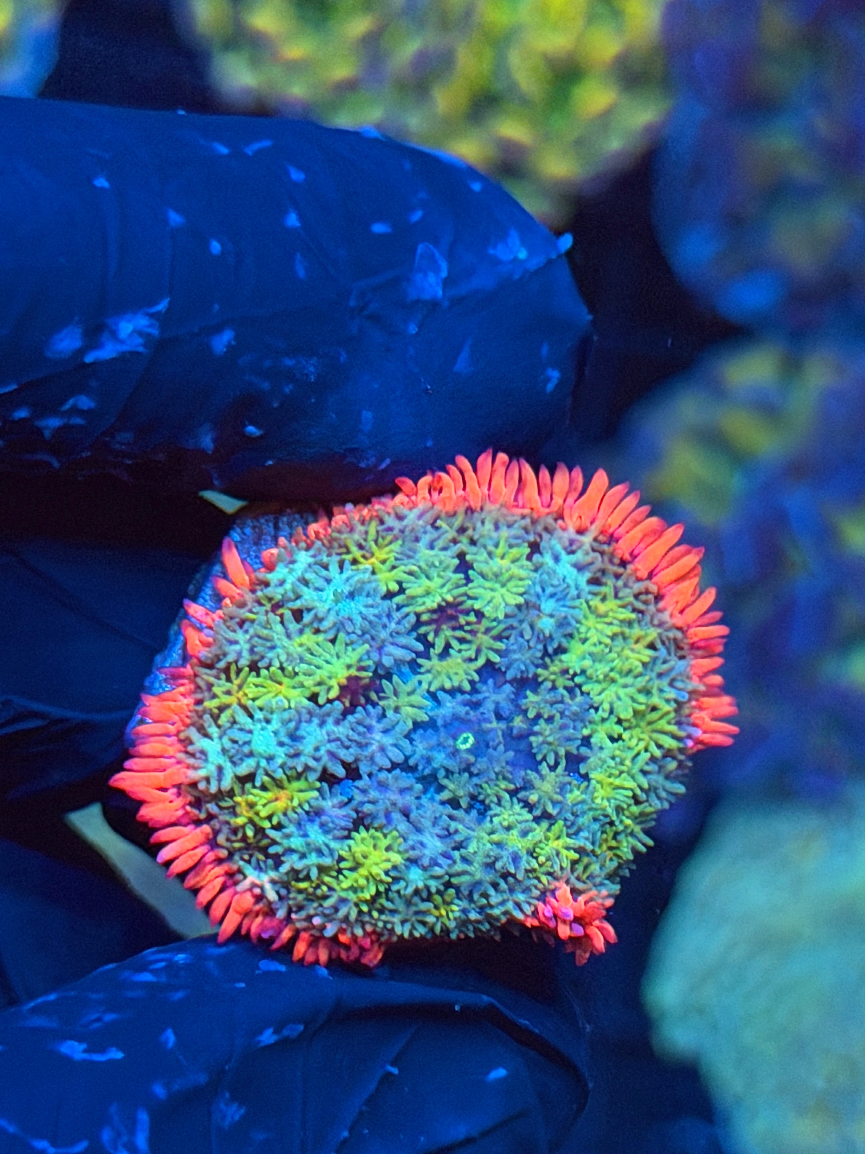 JEA Frankie’s Bride Mushroom Coral 9/6