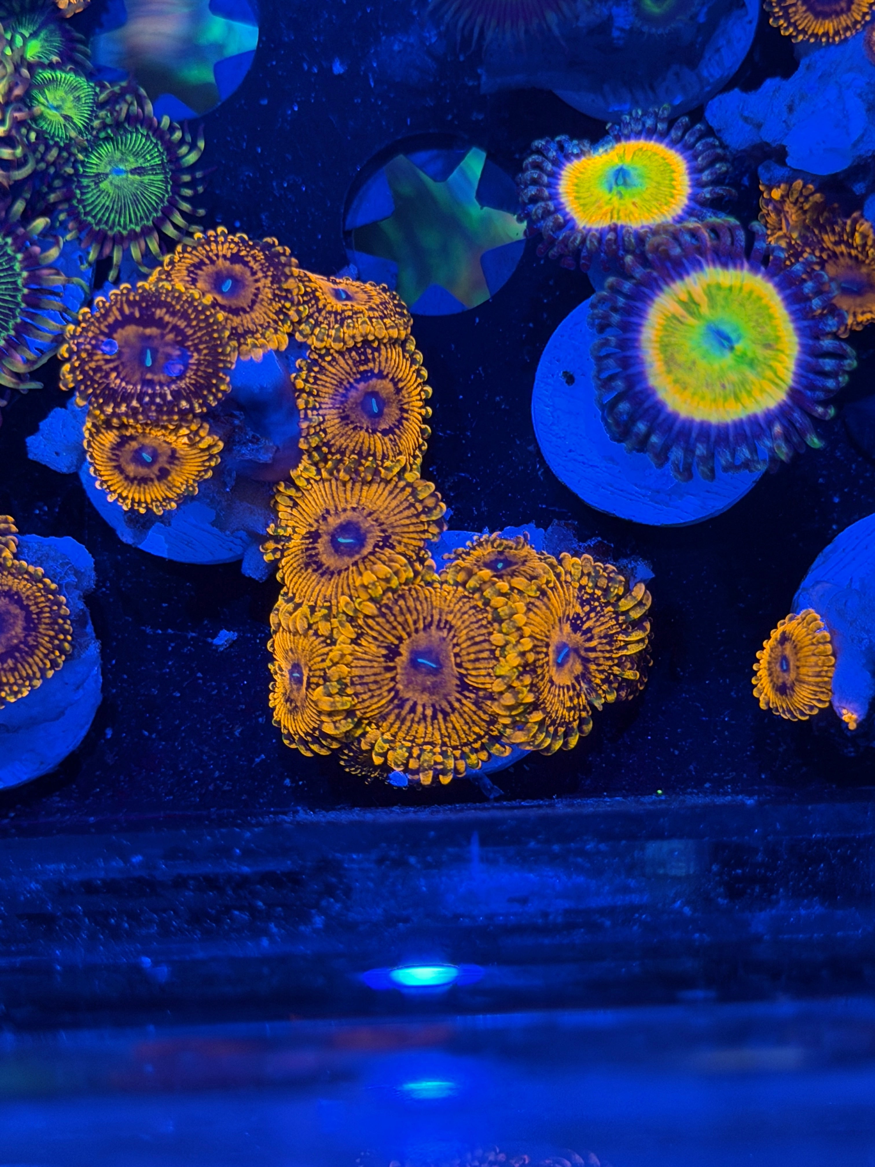 JEA Darth Maul Zoanthid Coral 5 Polyps XL 5/1