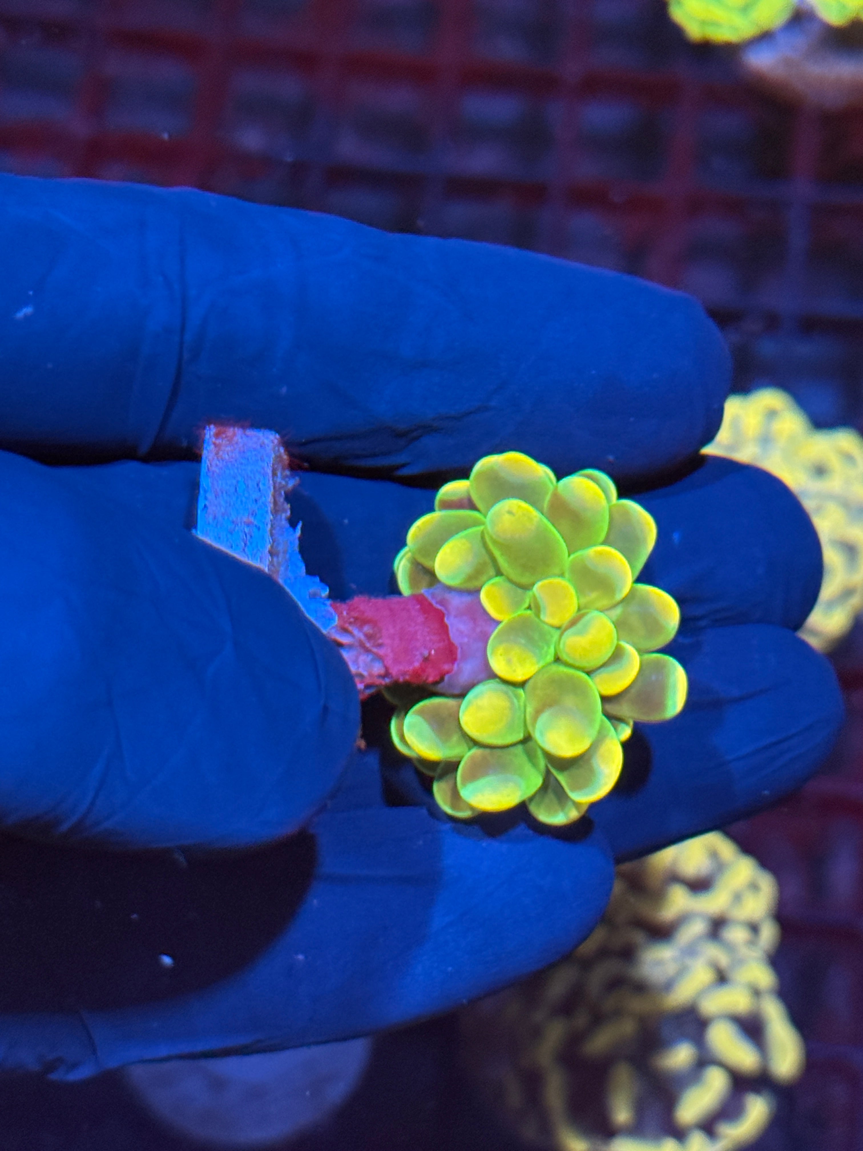 JEA Holy Grail Hammer Coral Insanely Bright AQUACULTURED 10/12