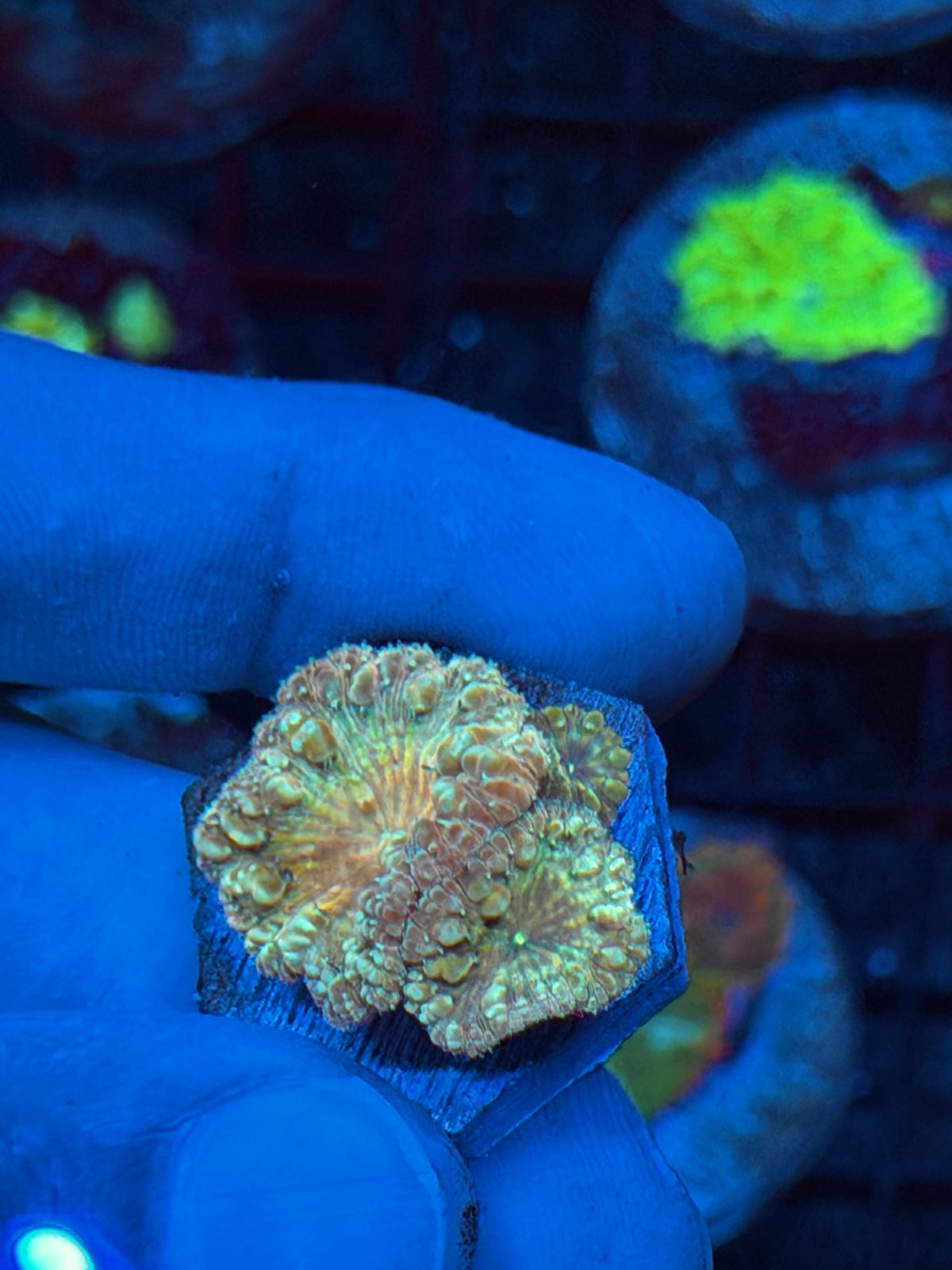 JEA Circus Animal Blastomussa Coral 3 Heads 9/22