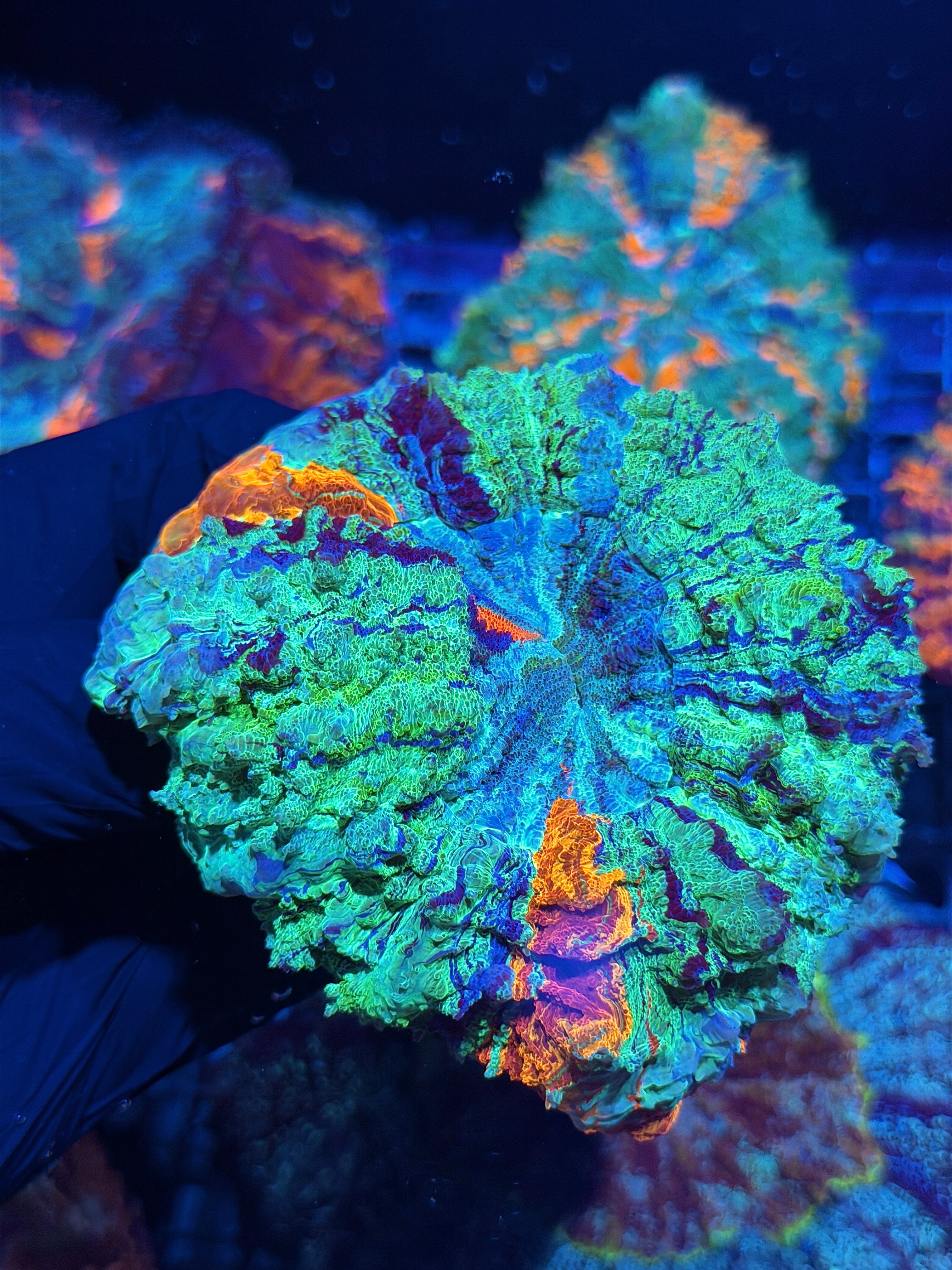 Rainbow Acanthophyllia Meat Coral 5+ Colors Insane