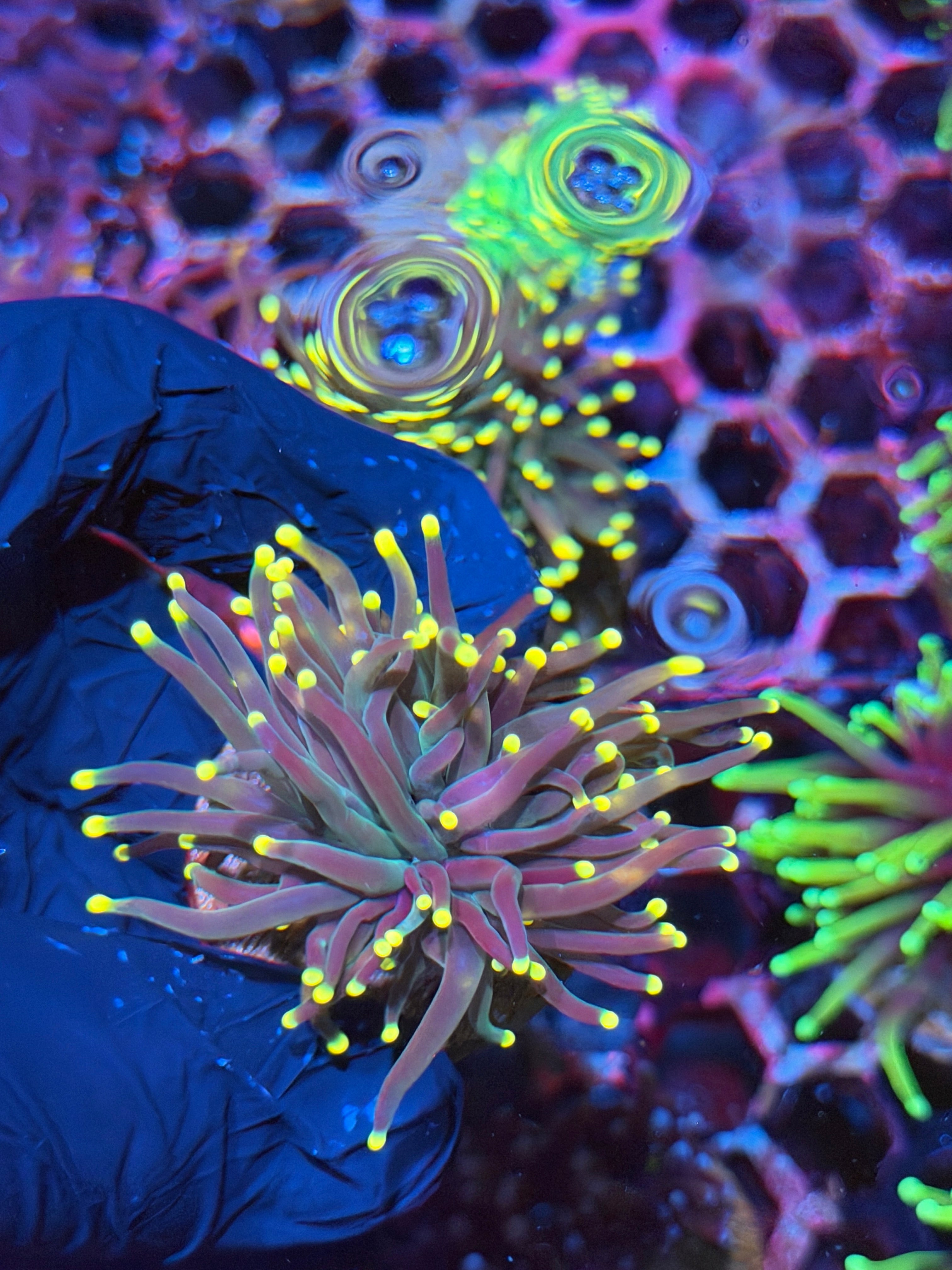JEA Purple Rain Torch Coral 1 XL Head 8/28