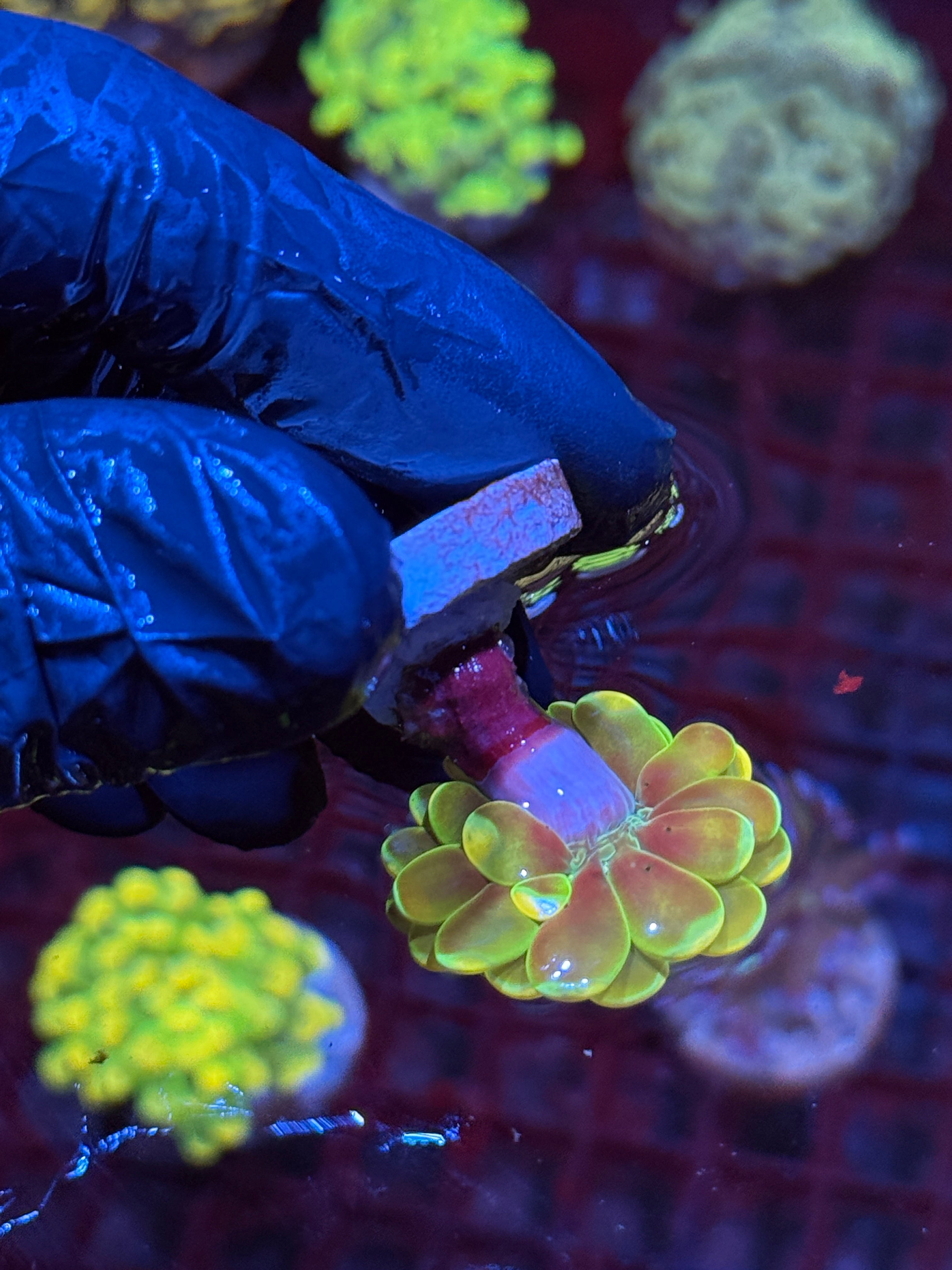 JEA Holy Grail Hammer Coral Insanely Bright AQUACULTURED