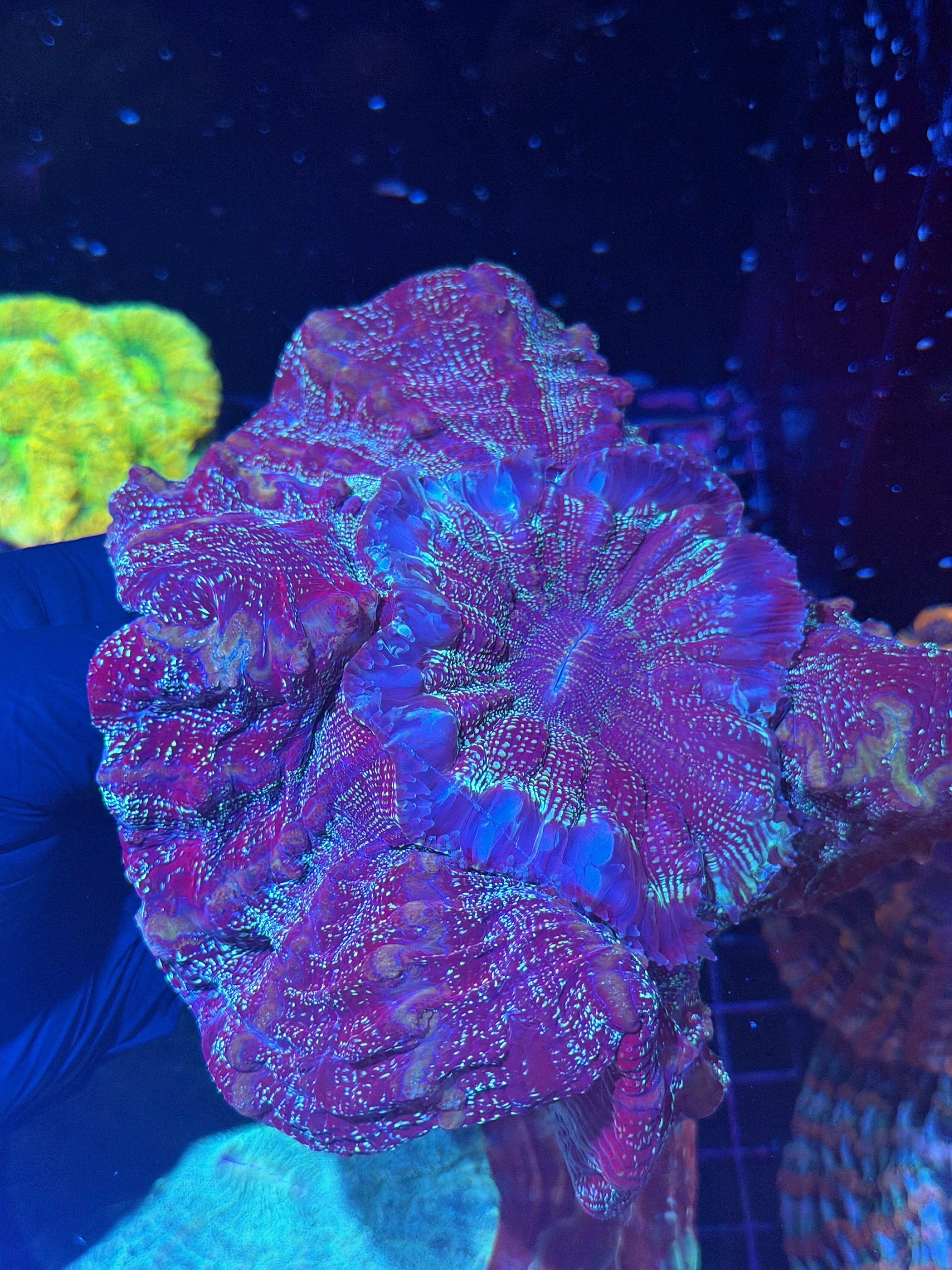 Glitter Acanthophyllia Meat Coral XL