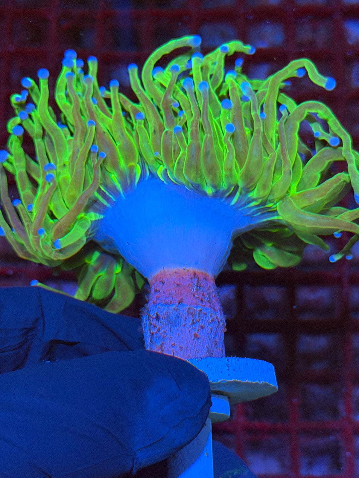 JEA Glitter Holy Grail Torch Coral 1 XXL Head 9/21