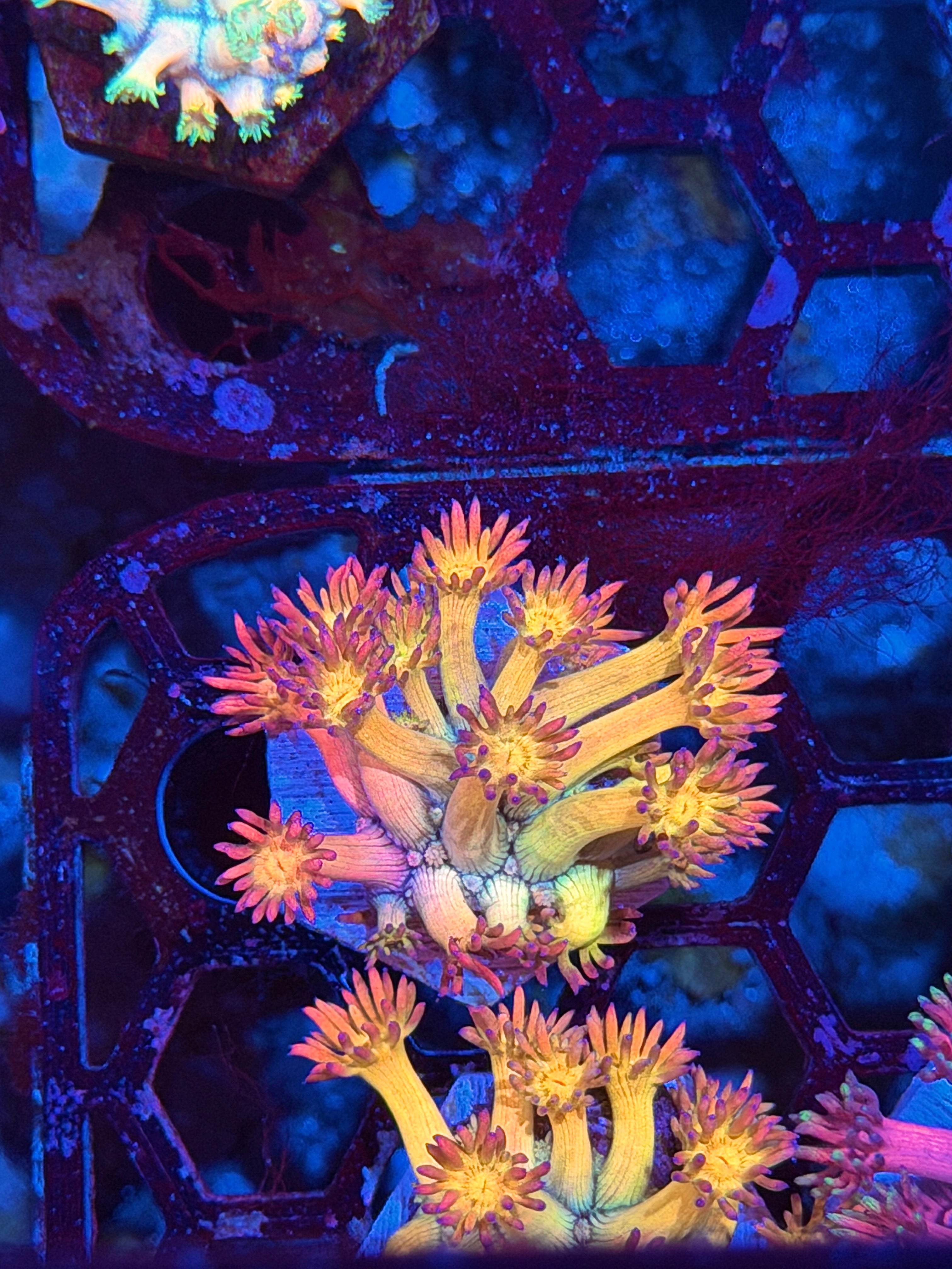 JEA Phantom Force Goniopora Coral *New Release*