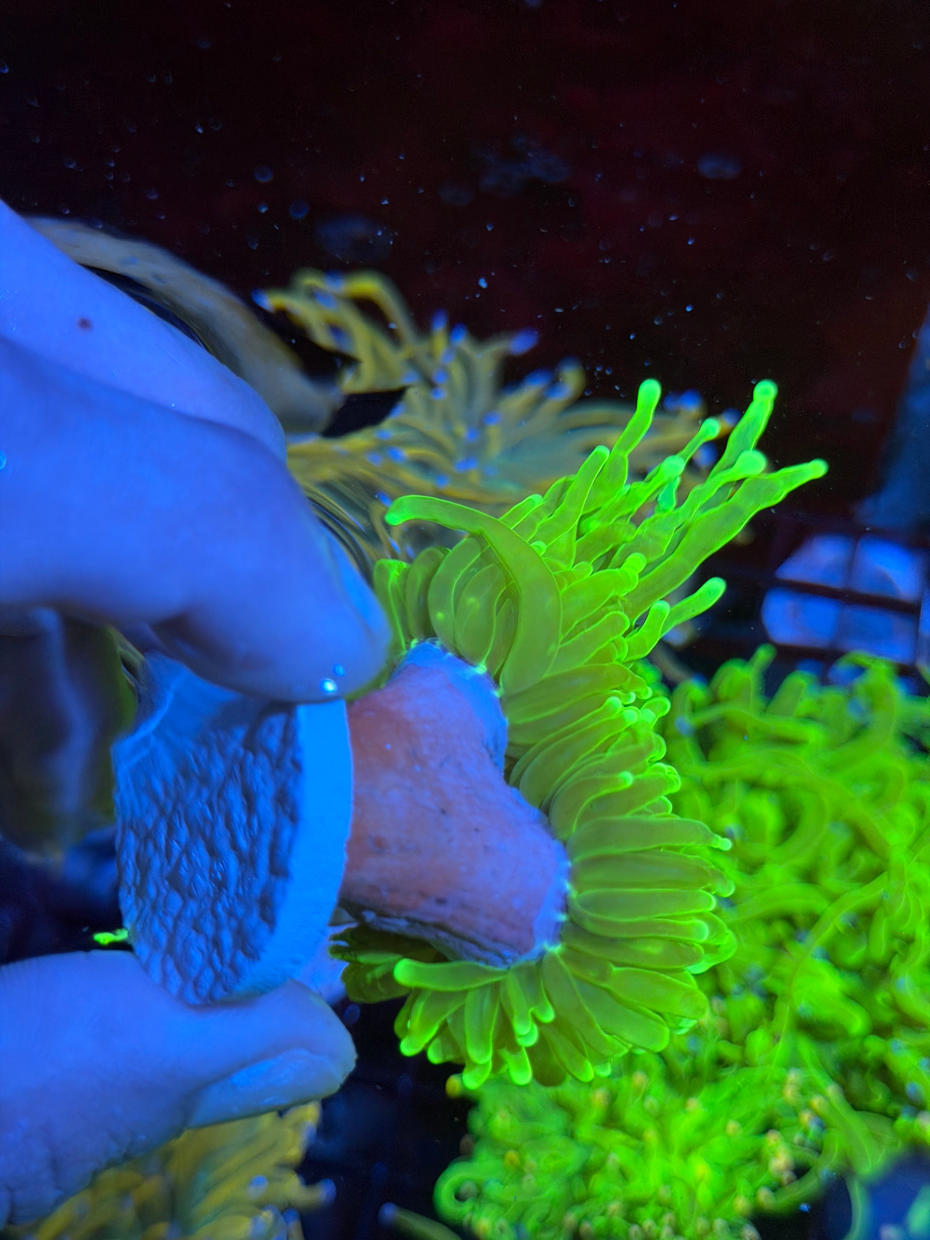 JEA Hellfire Torch Coral 2 XL Heads splitting 9/5