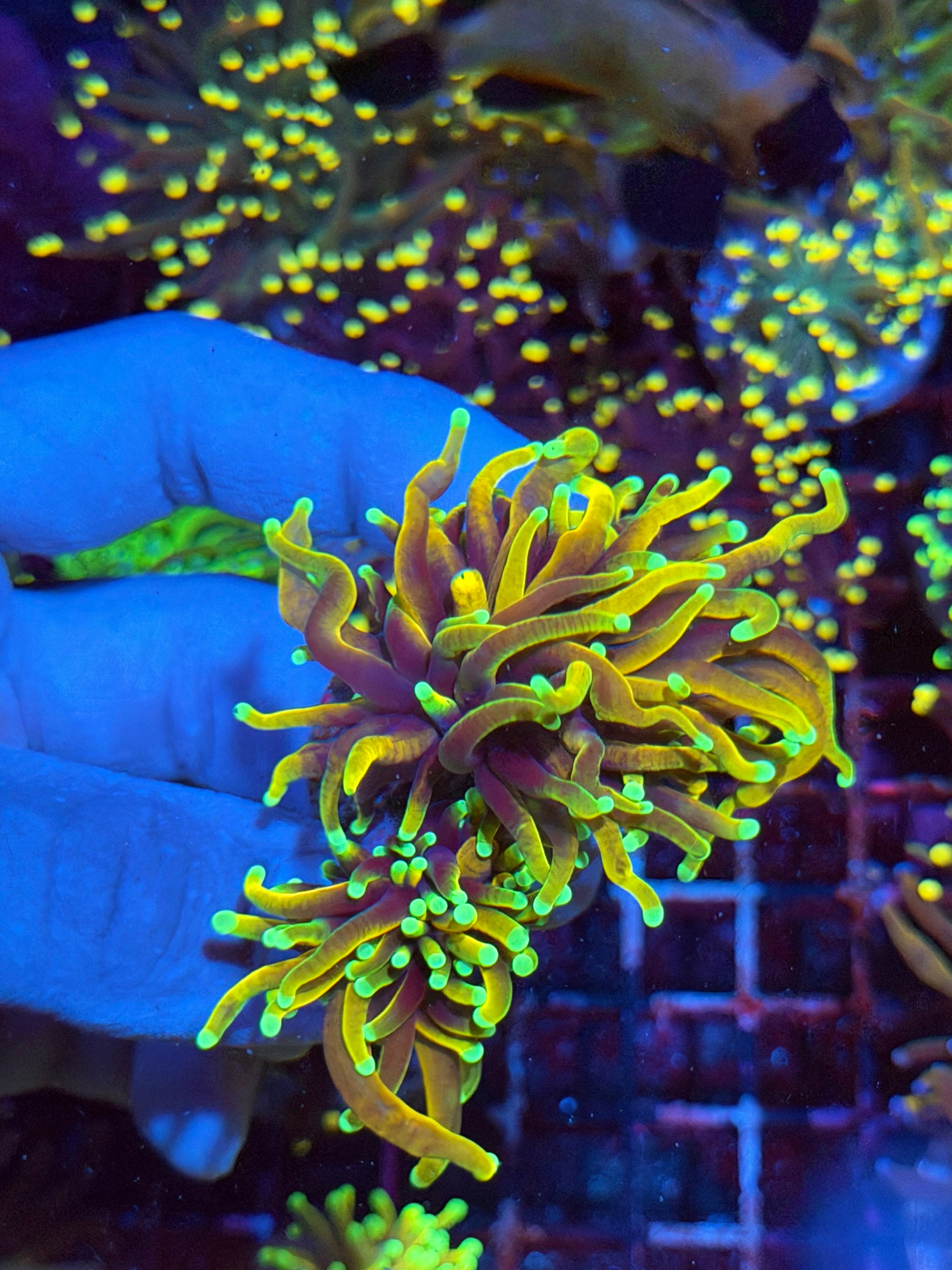 JEA Hellfire Torch Coral 3 Heads XL