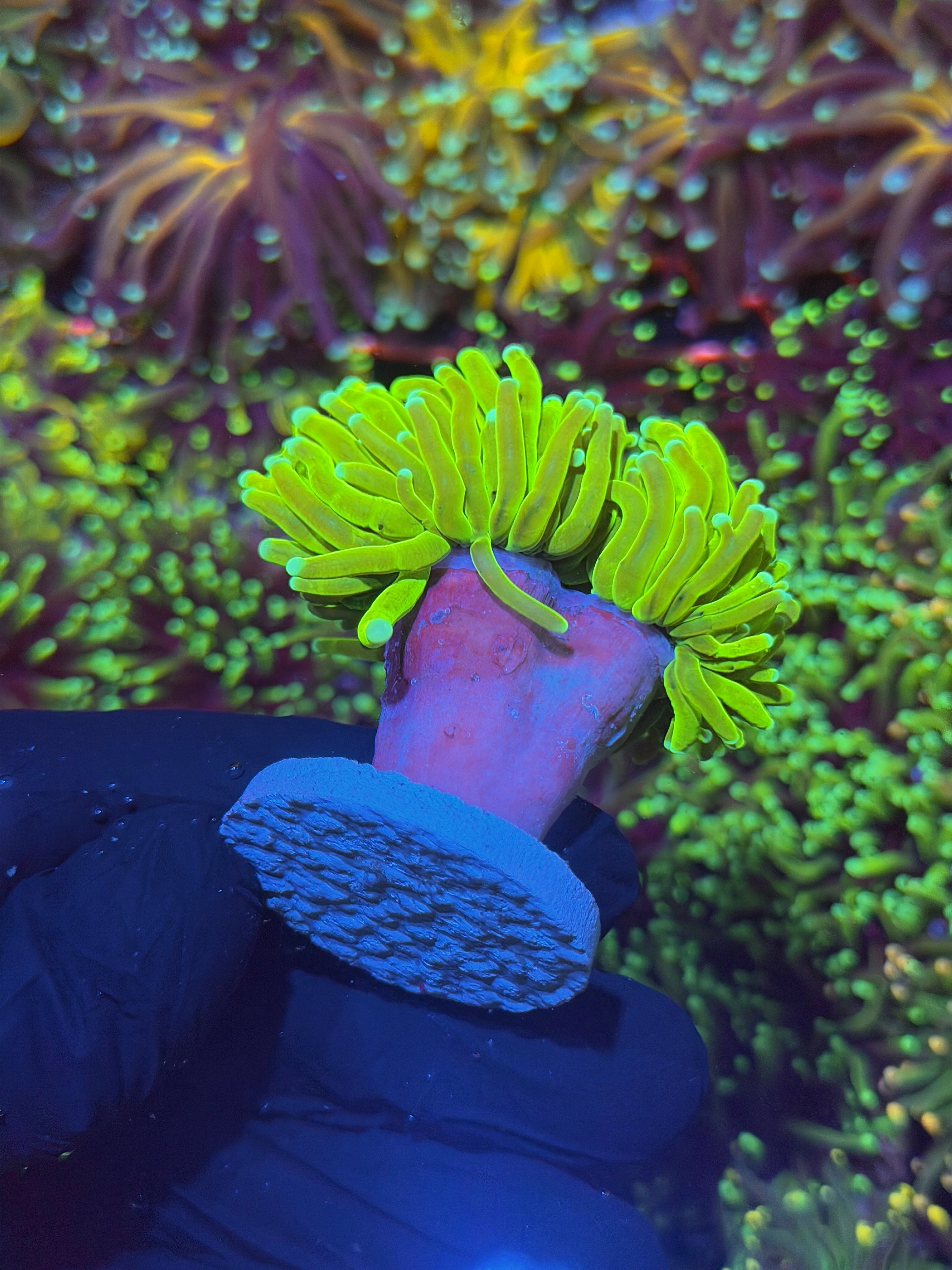 JEA Avalanche Holy Grail Torch Coral 2 Heads XXL 7/9