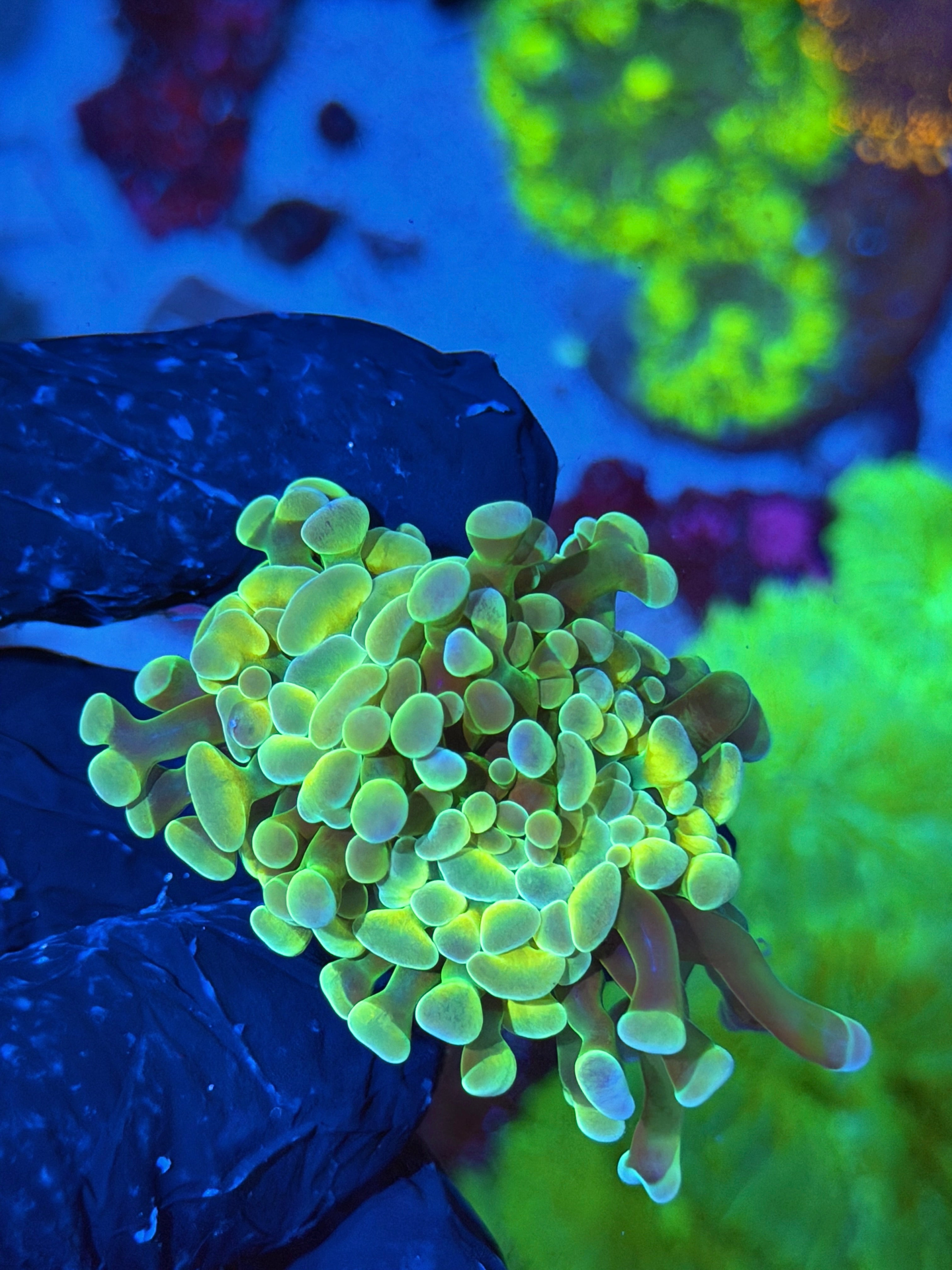 JEA Raygun Hammer Coral 2 Heads XL
