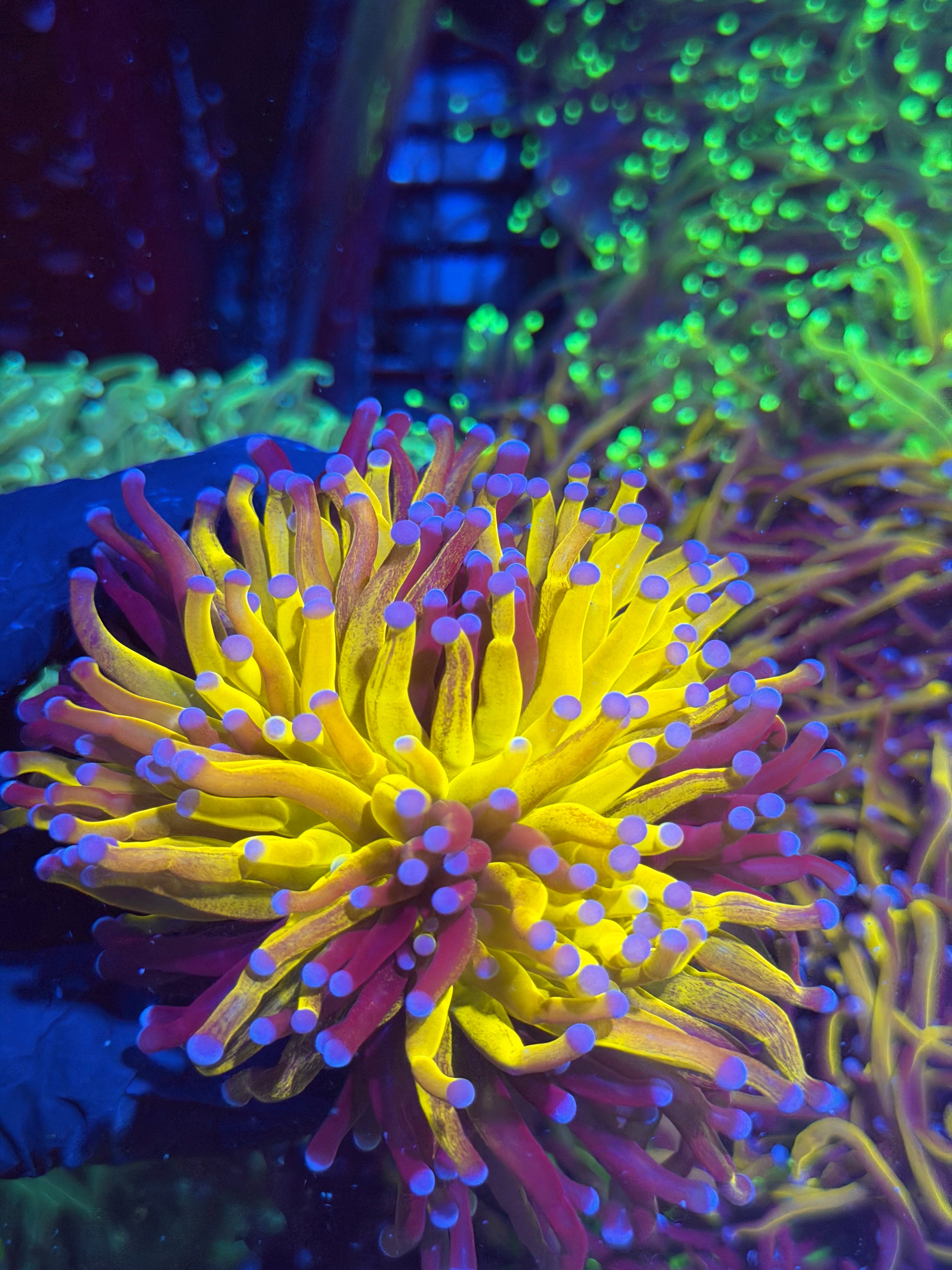 JEA Grafted Orange Tiger Fat Stalk Splitting XXL Bright