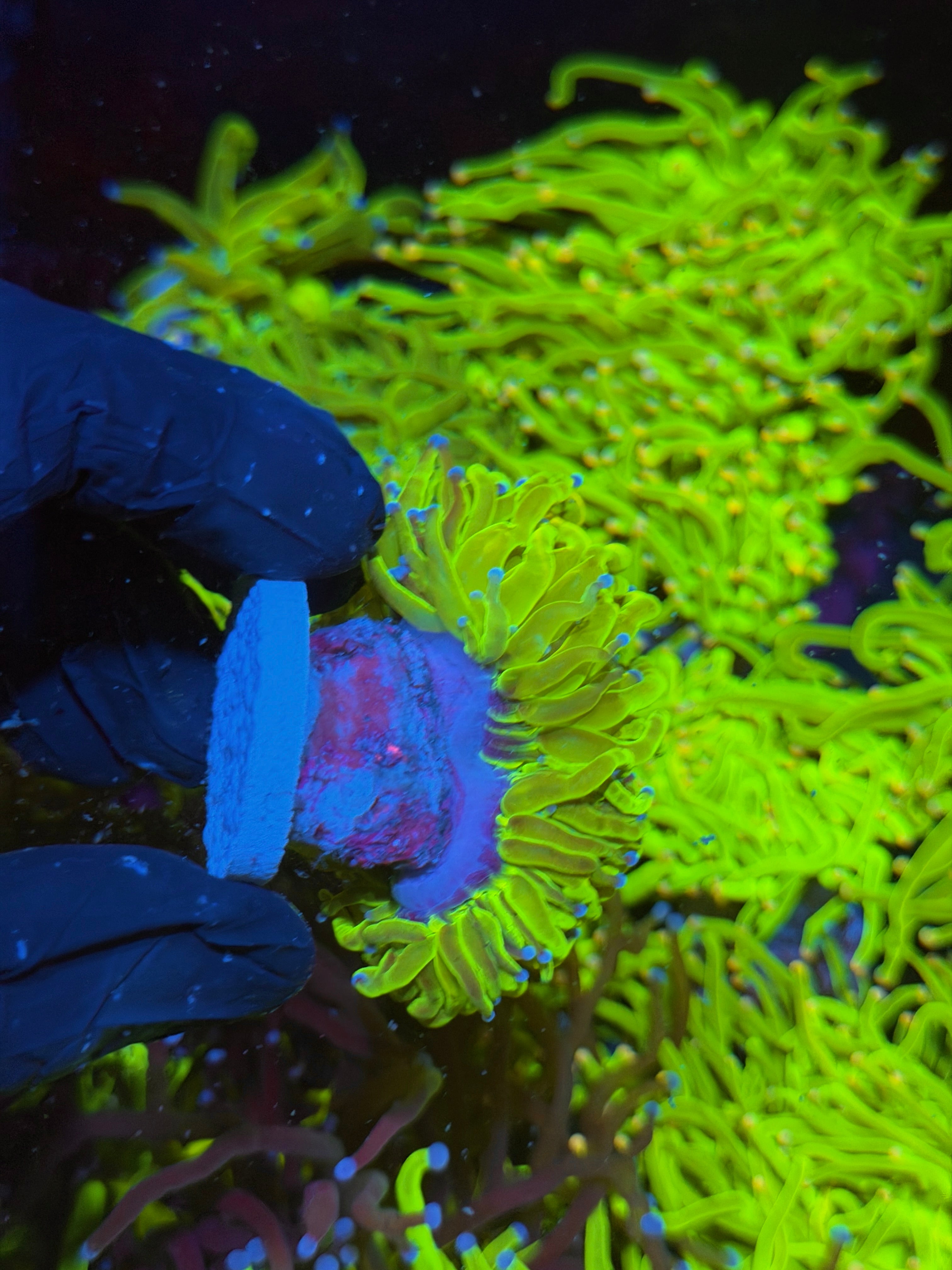JEA 24K Holy Grail Torch Coral 2 Heads 7/14