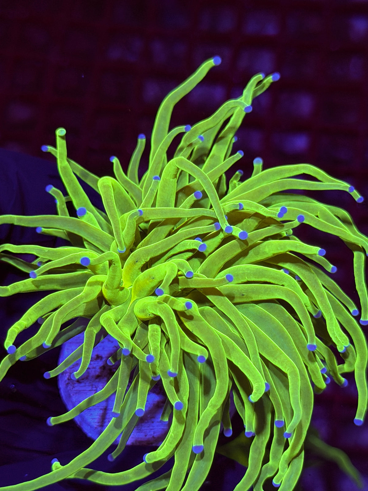 JEA Jolly Rancher Holy Grail Torch Coral 1 Head XL 9/21