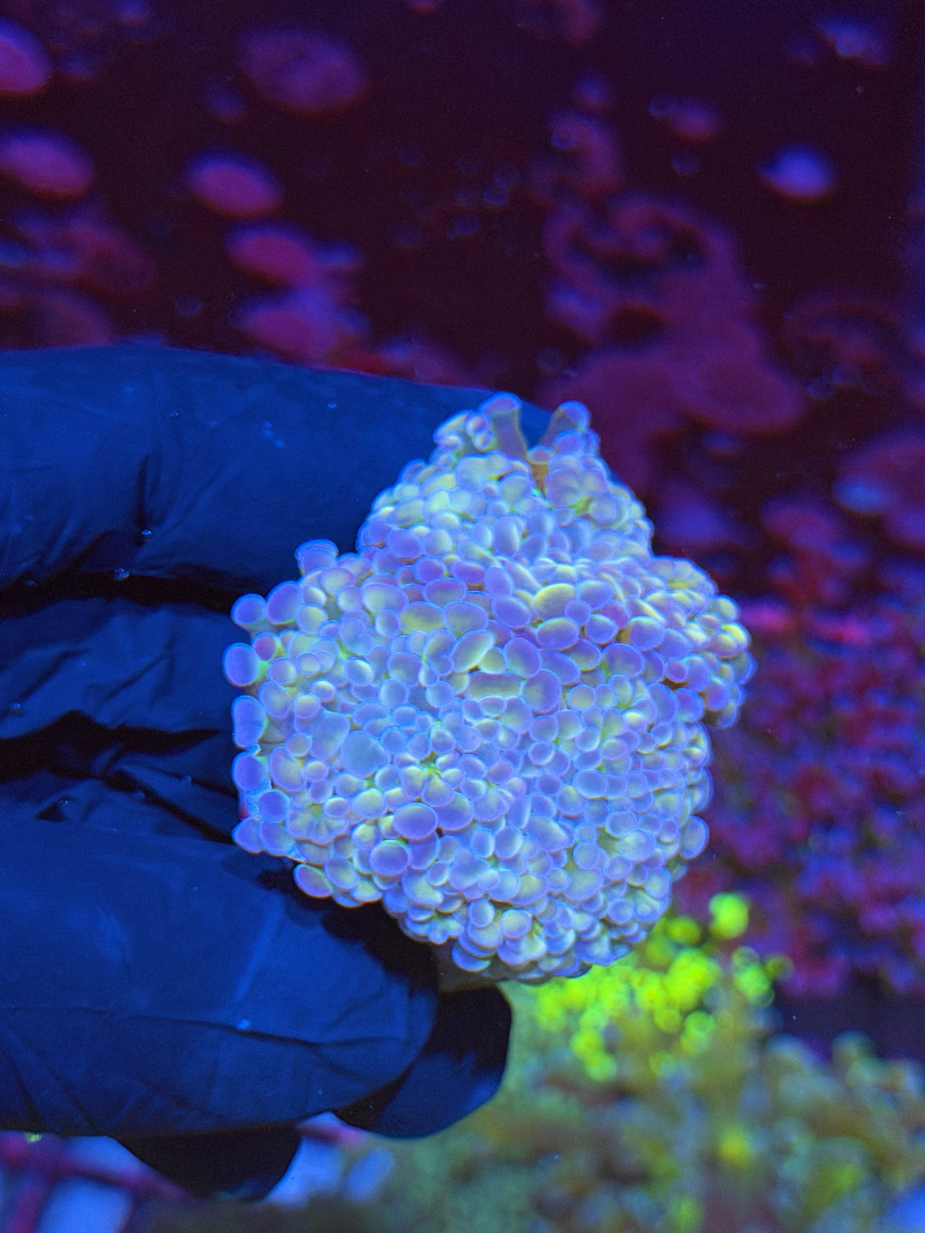 JEA Rainbow Monster Hammer Coral 4 Heads Splitting XL *New Release* 7/15
