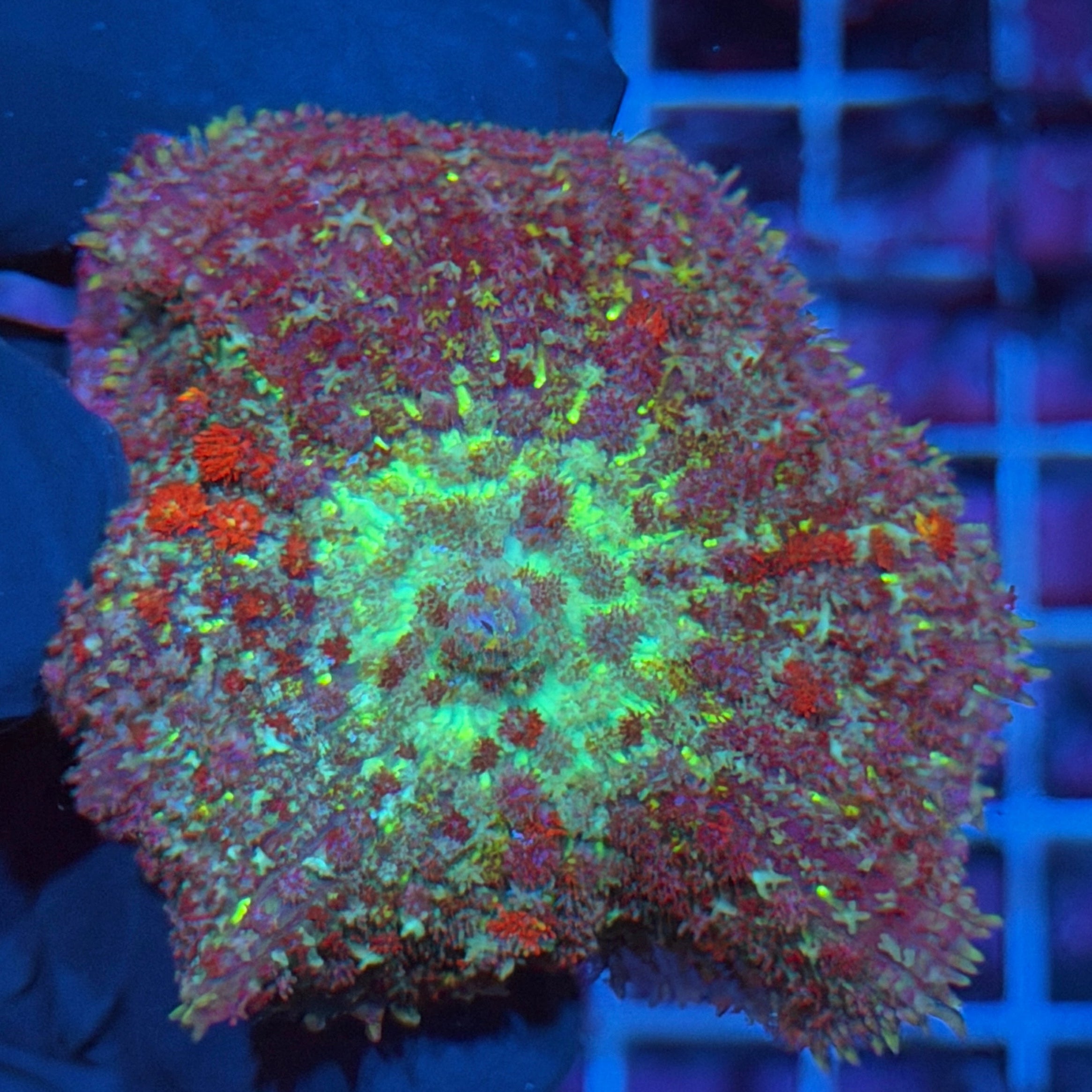 Jay's Exotic Corals