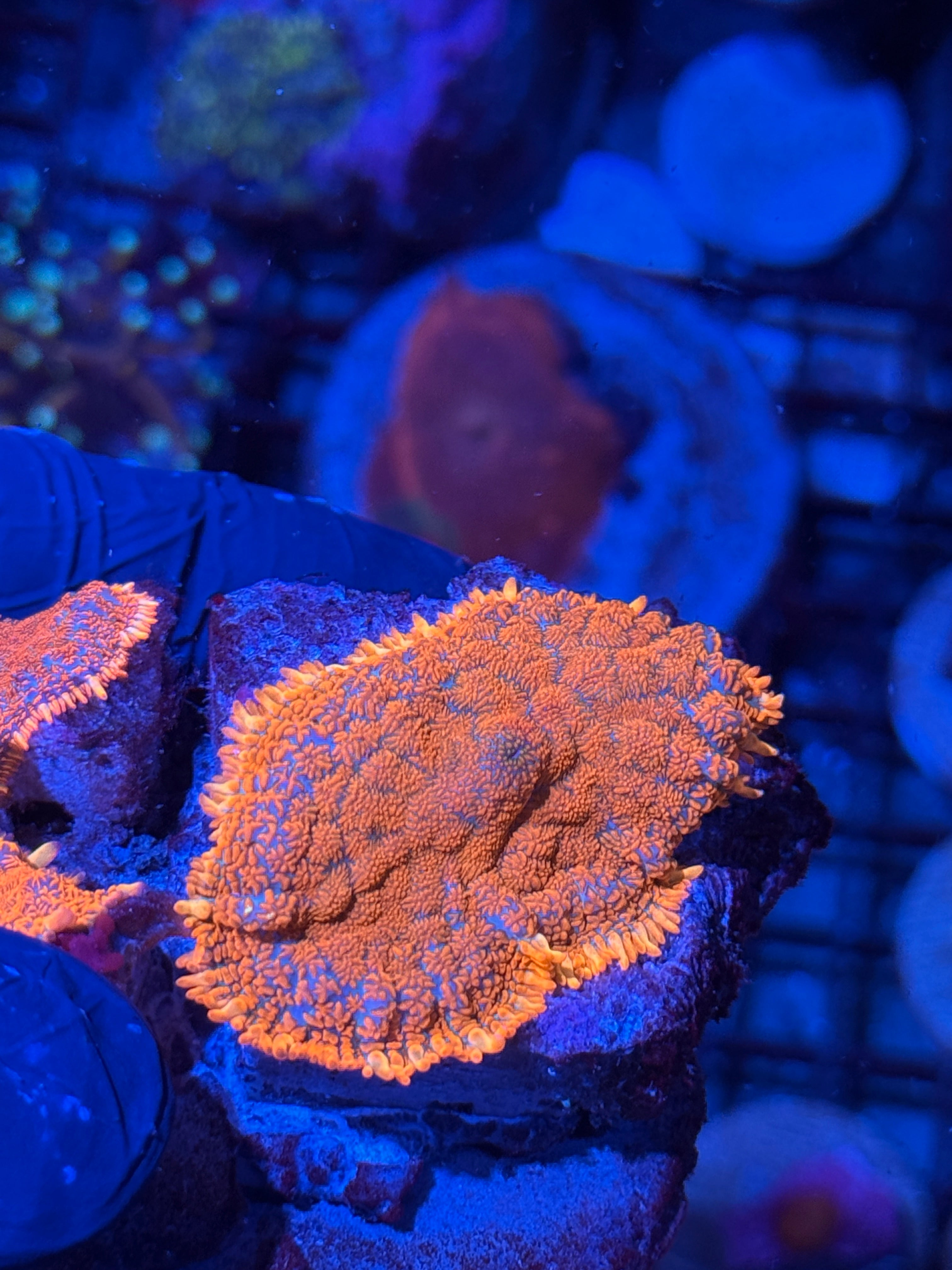 JEA Fireball Rhodactis Mushroom Coral Mama 2.5” Bright 7/2