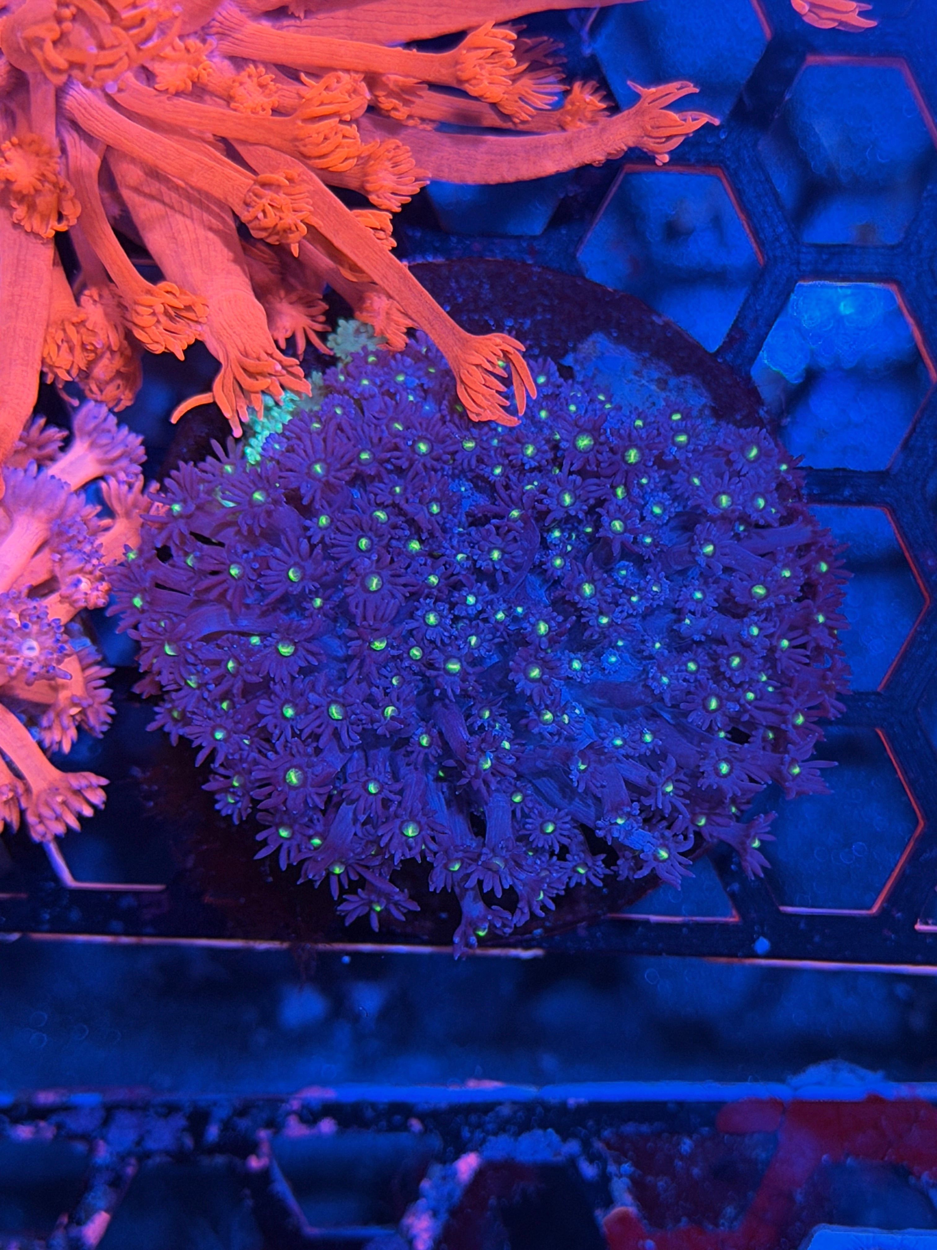 JEA Cats Eye Goniopora Colony XXL