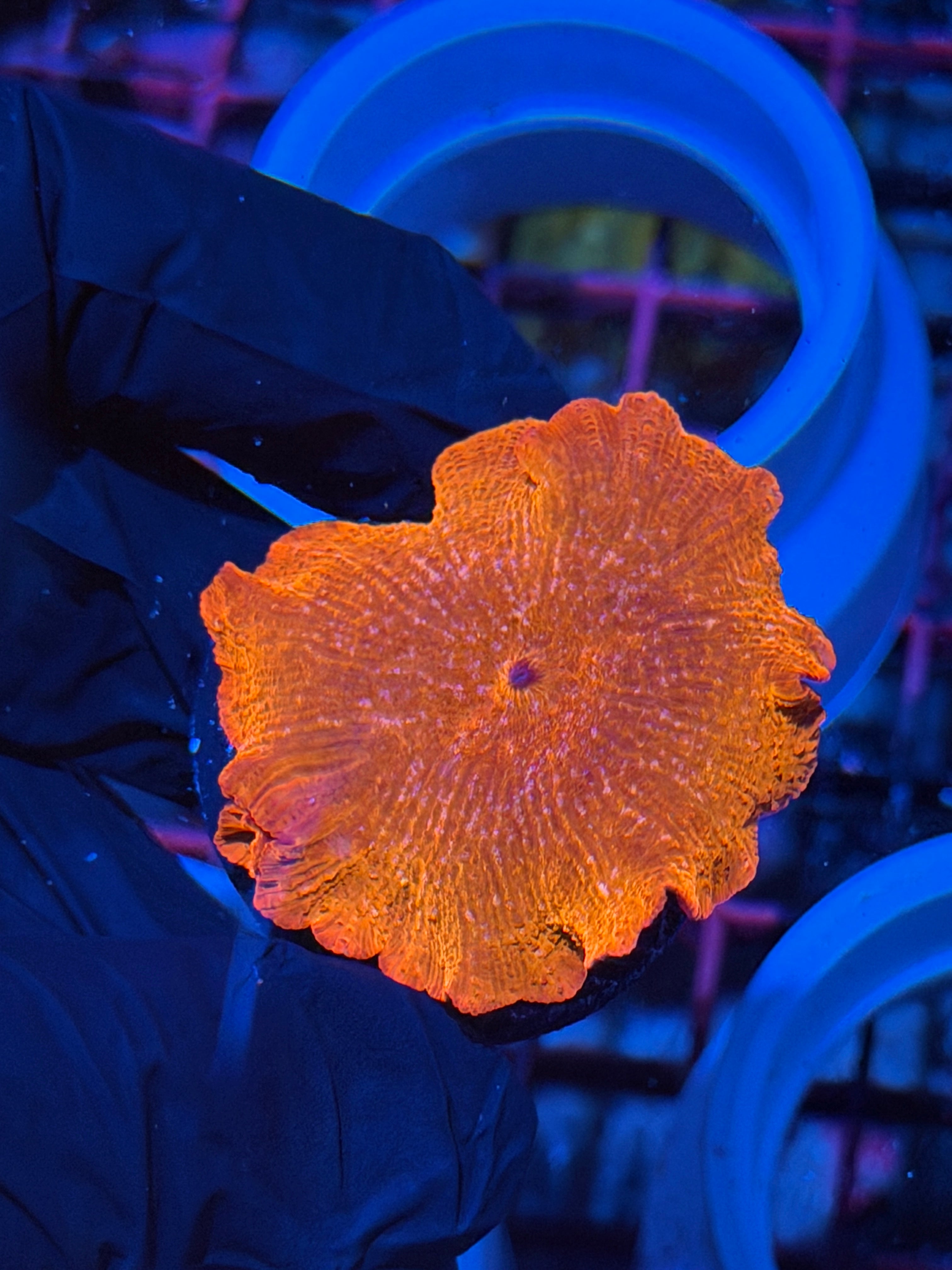 JEA Candy Crush Mushroom Coral XXL 2/25