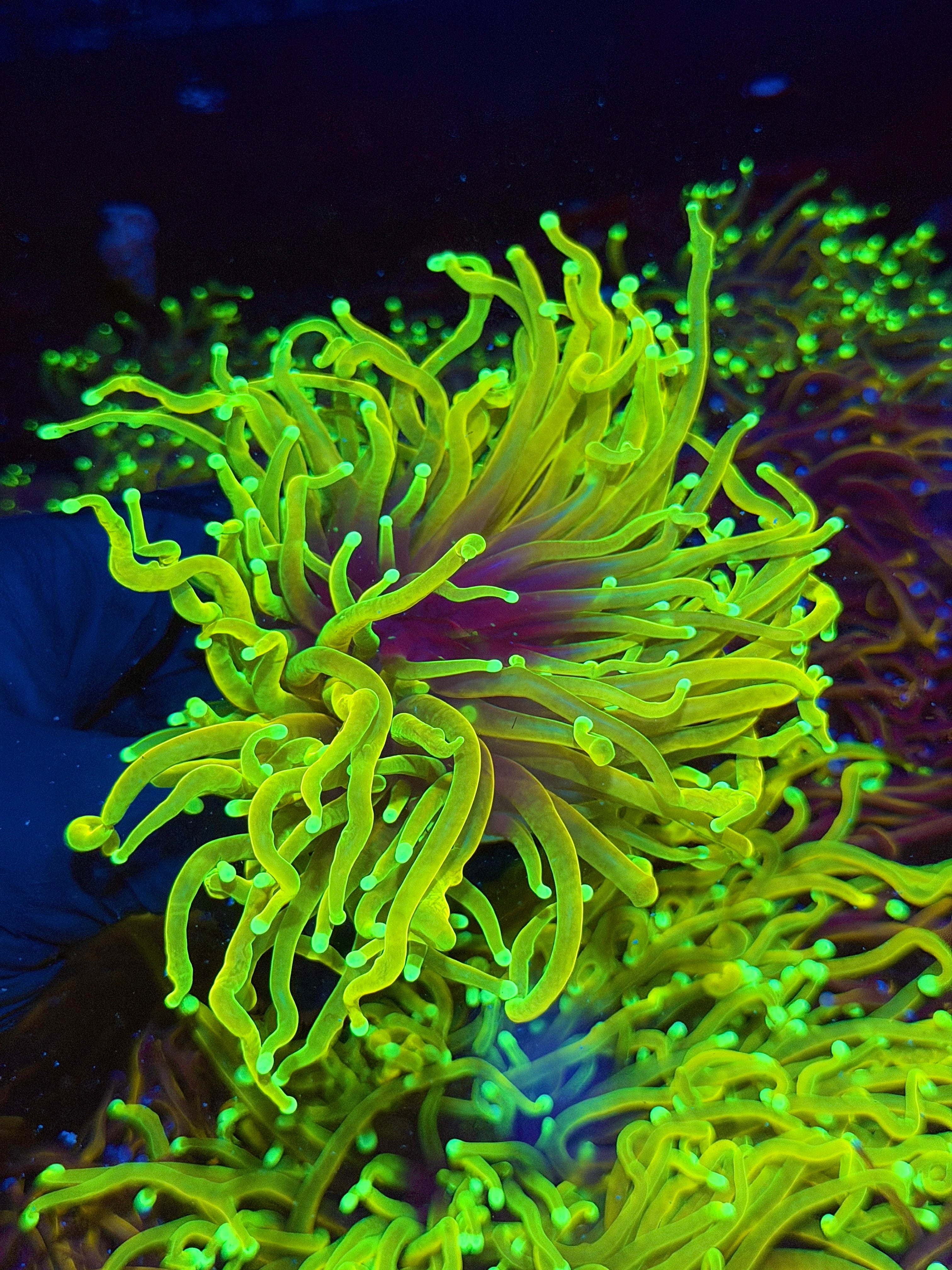 JEA Hellfire Torch Coral Cluster XXXL Splitting to 3