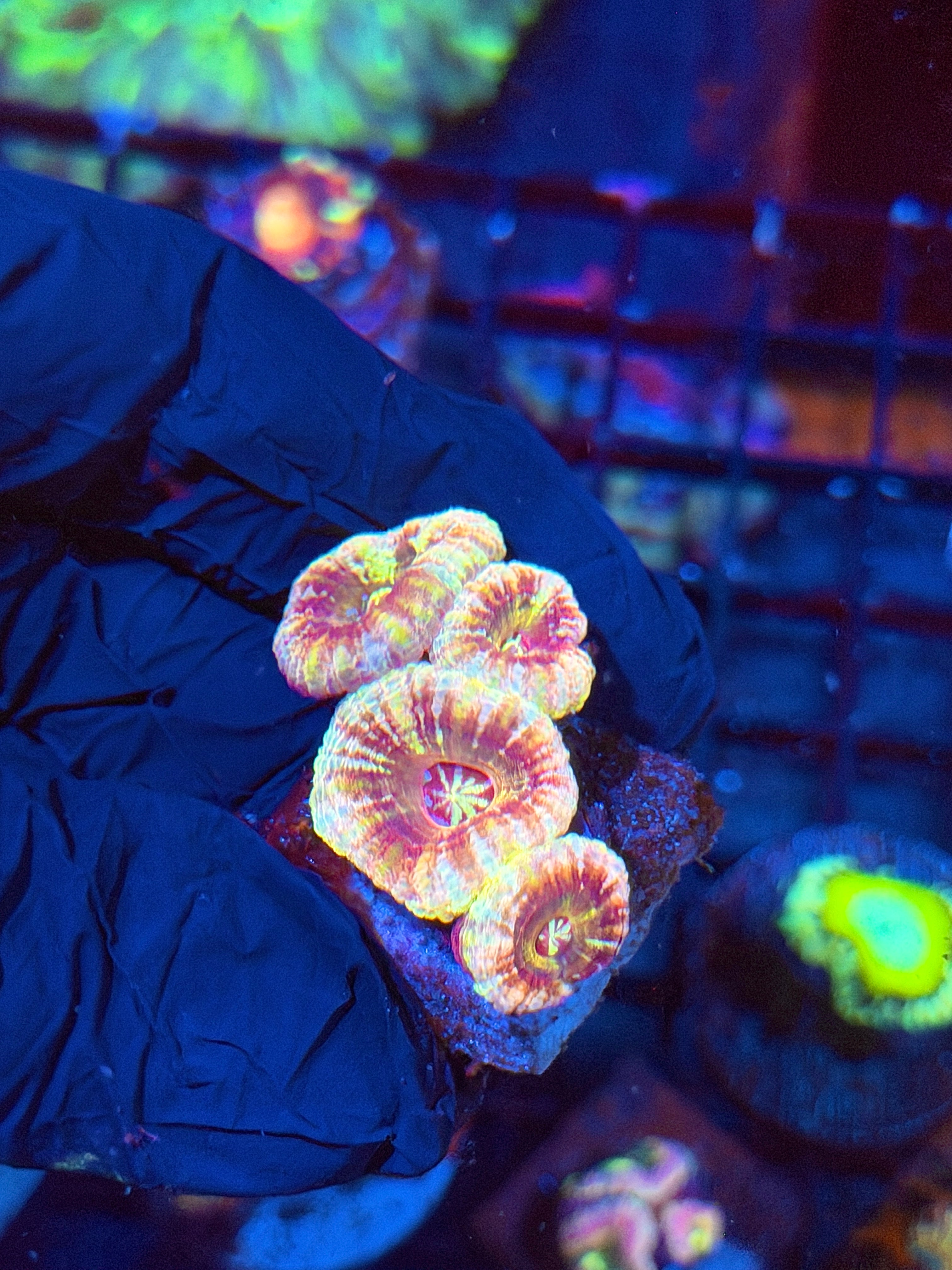 JEA Sunset Boulevard Asian Acans 4 Heads