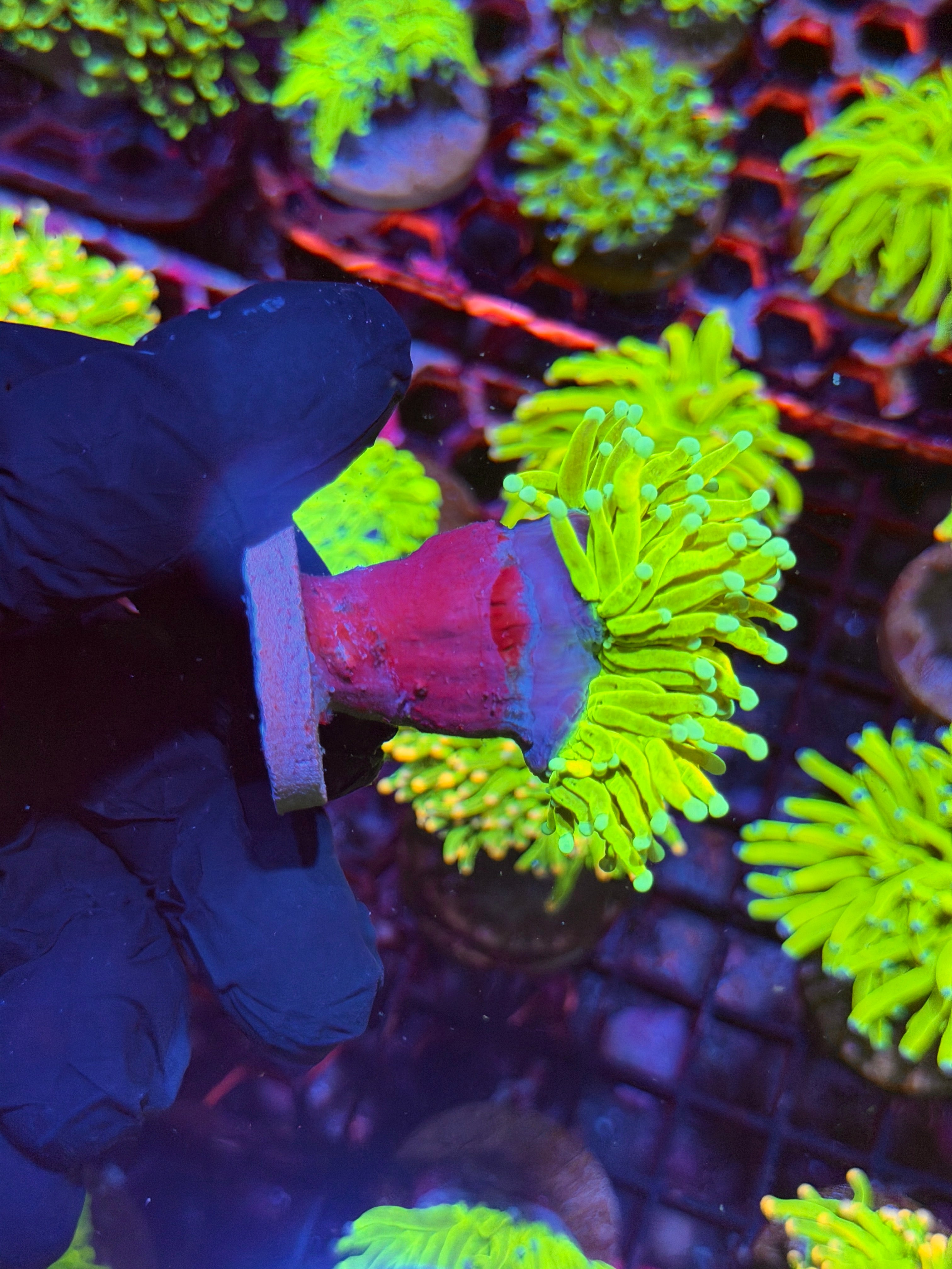JEA Avalanche Holy Grail Torch Coral 1 XL Head Splitting 8/29