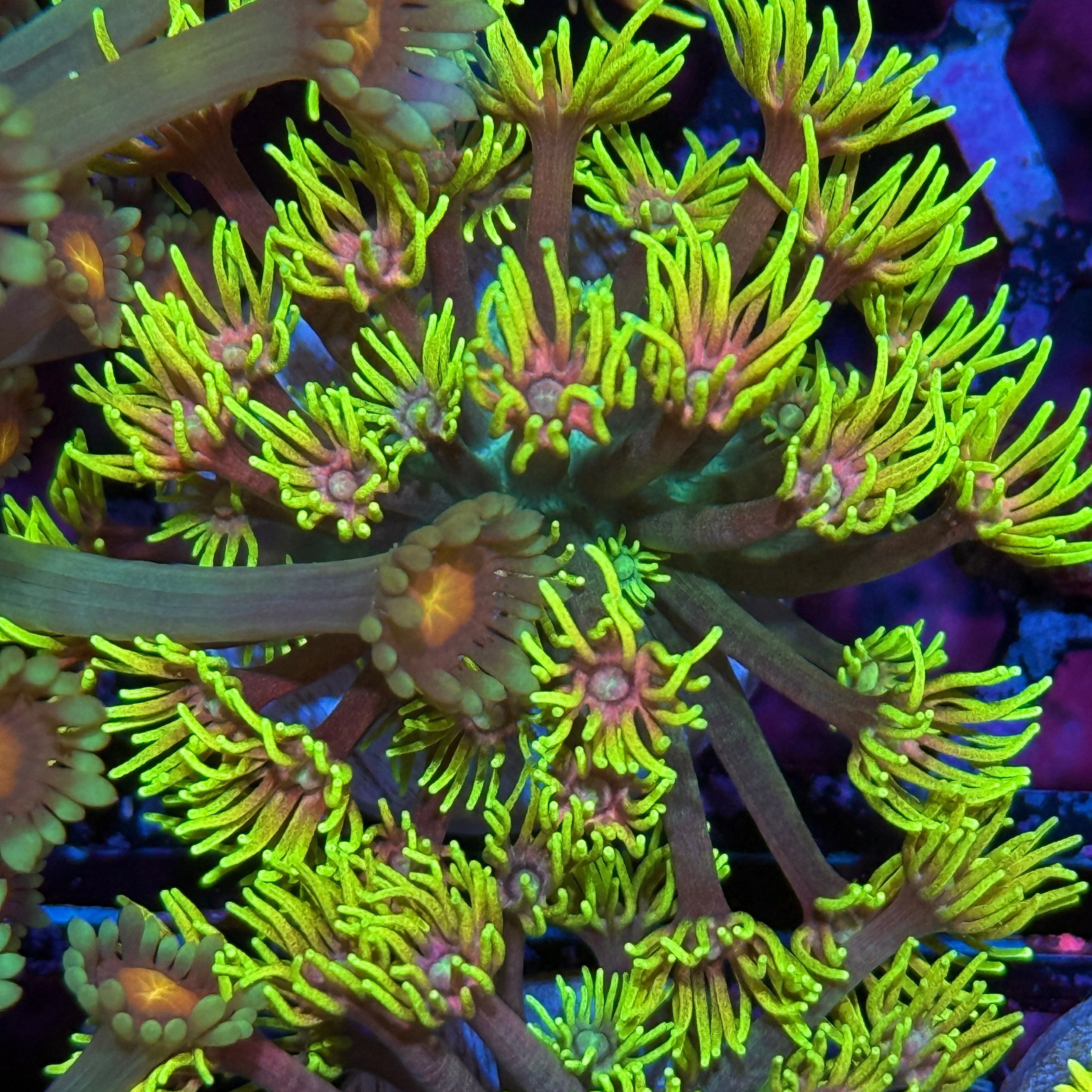 JEA Disco Nights Goniopora Coral XL Frag