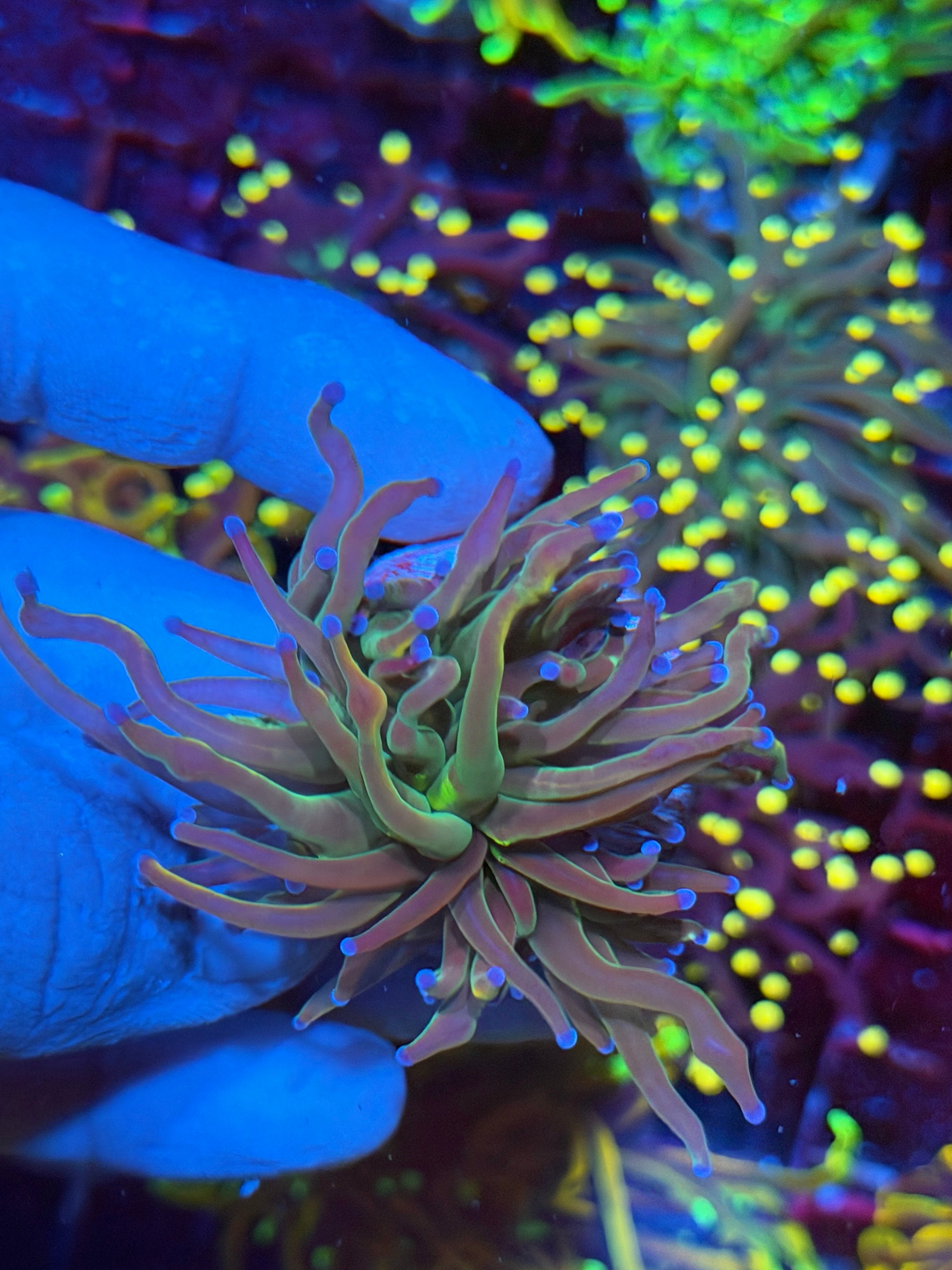 JEA Dragon Tamer Torch Coral 2 Heads XL