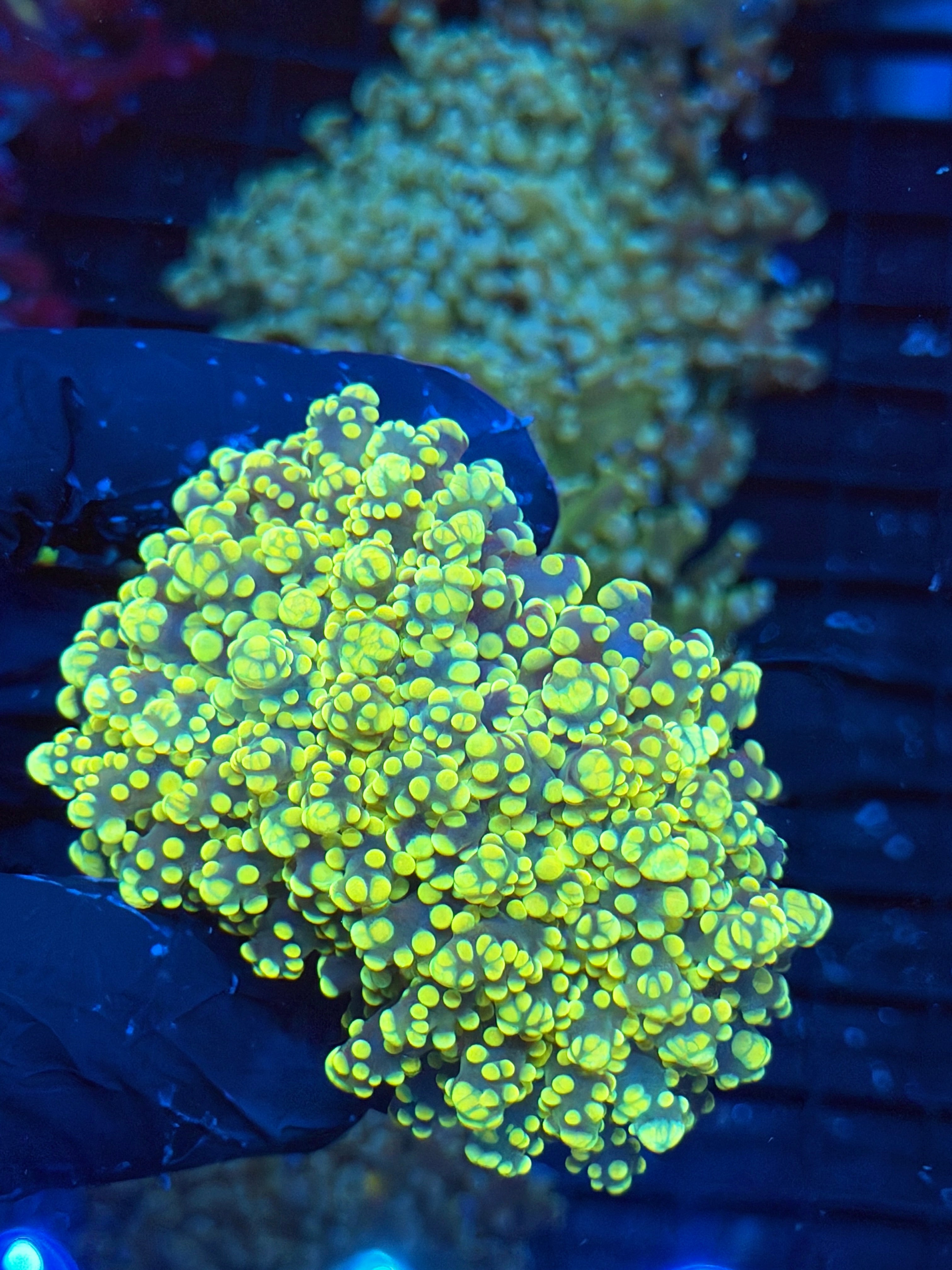 JEA Banana Frogspawn Coral 2 XXL Heads 9/6