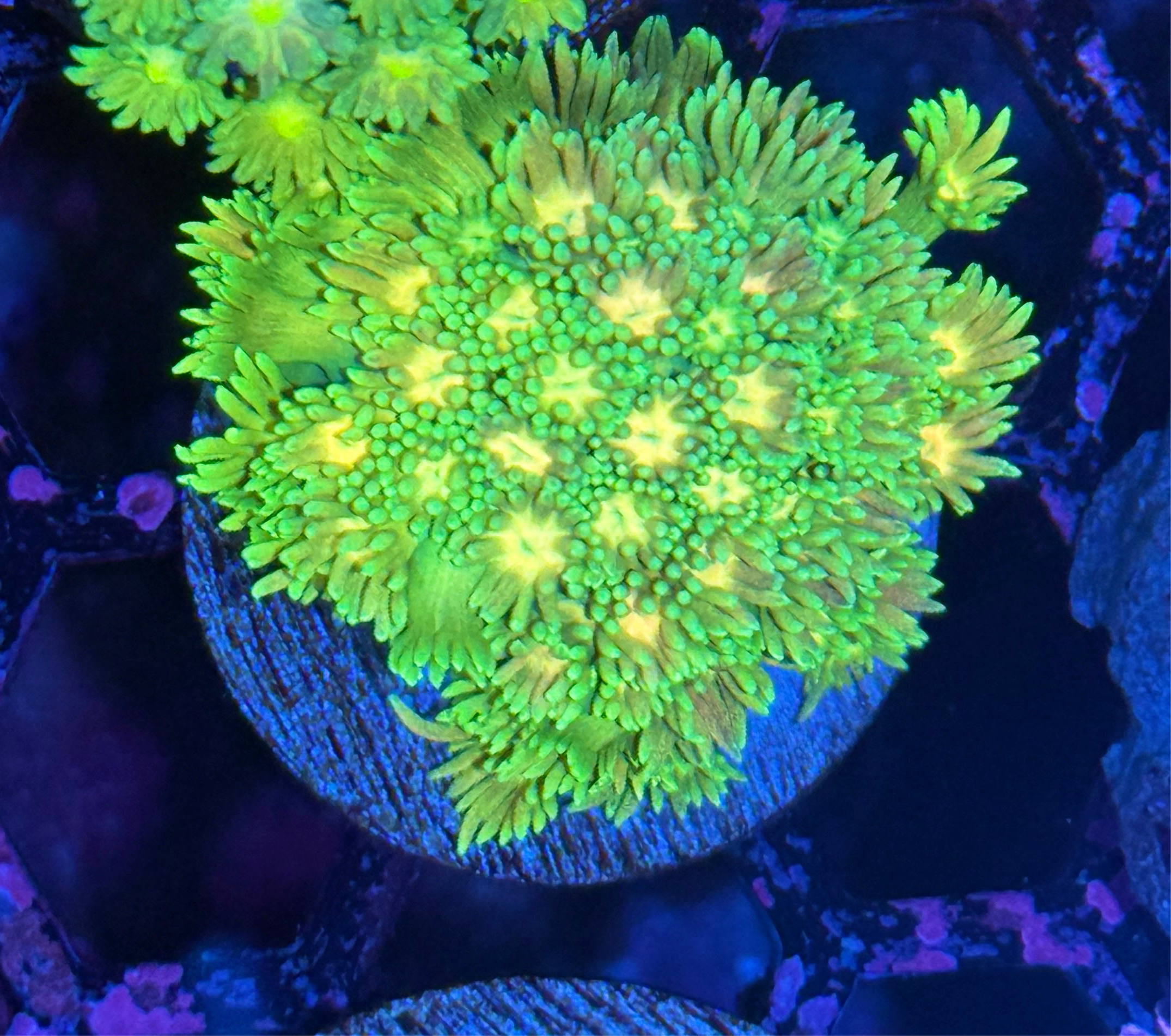 JEA Limeade Goniopora Coral XL Frag