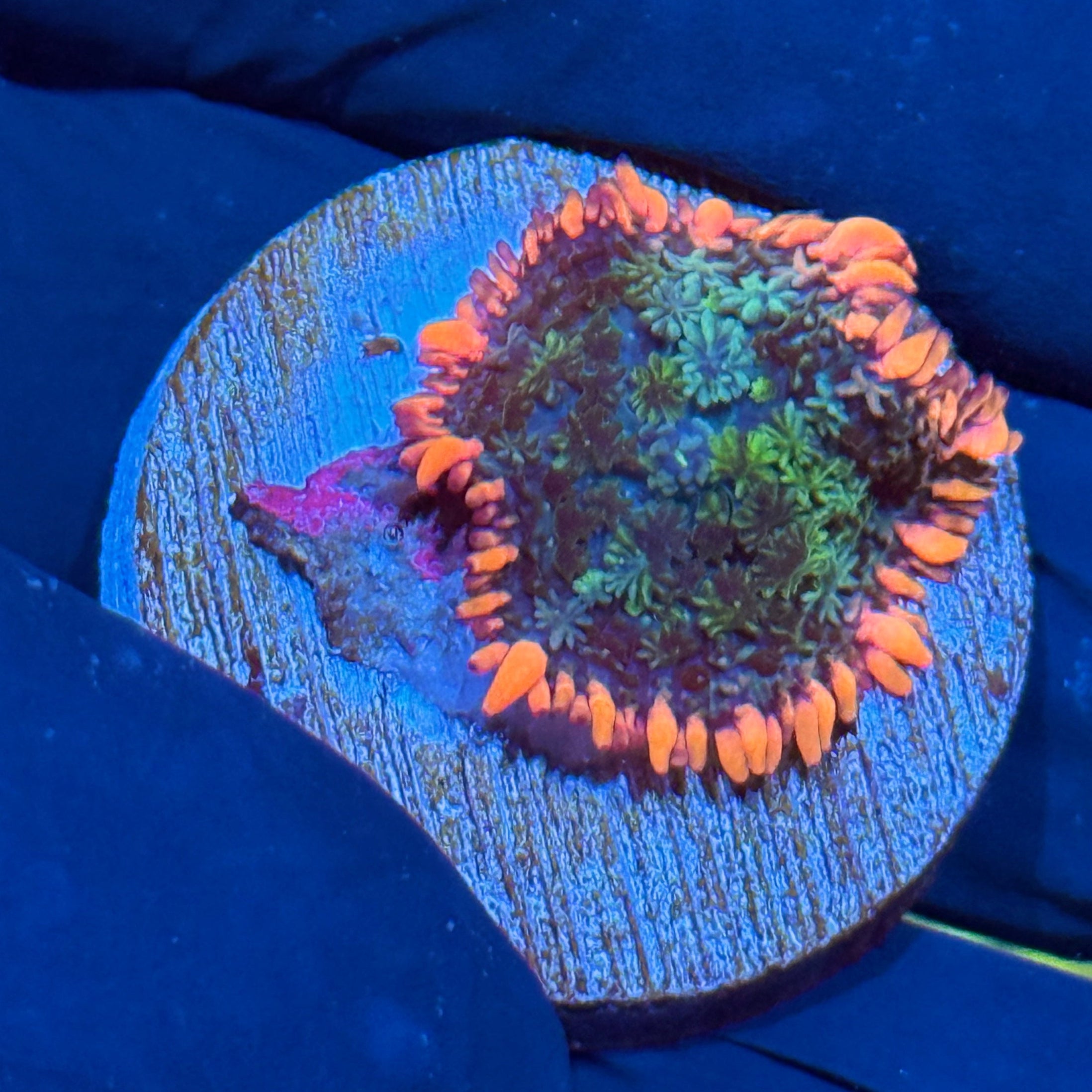 JEA Frankie’s Bride Mushroom Coral 10/12