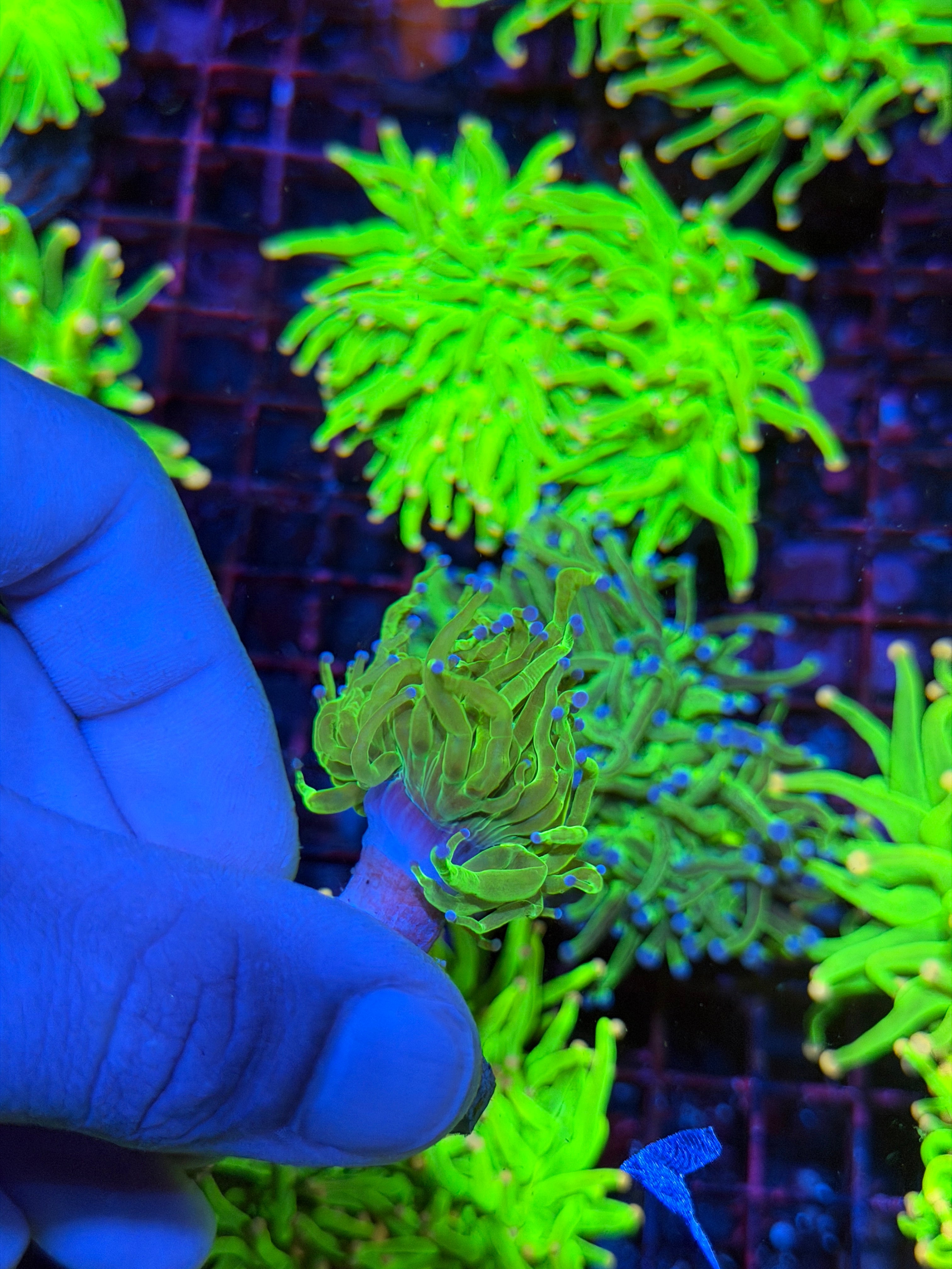 Todd’s Torch Coral 1 Head XL