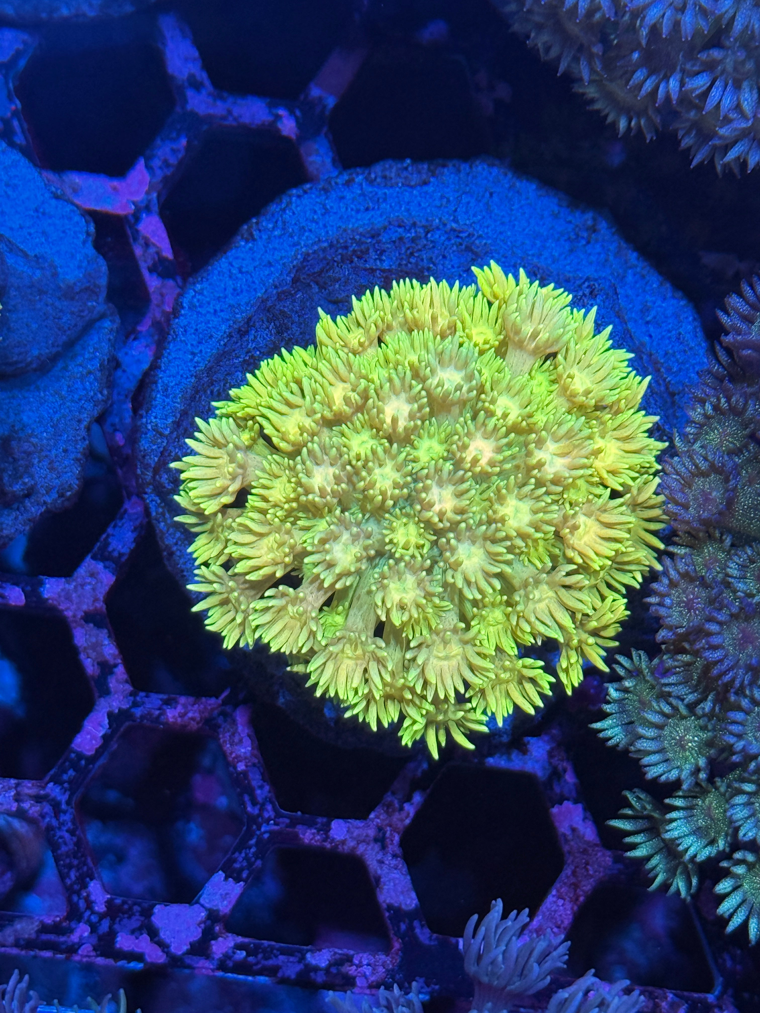 JEA SpongeBob Goniopora Coral Mini Colony XL 7/2
